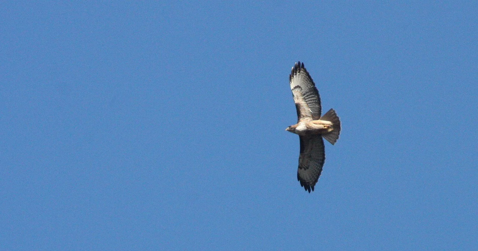 Buteo jamaicensis - RED-TAILED HAWK - LAKE FARM TRAILS (4).JPG