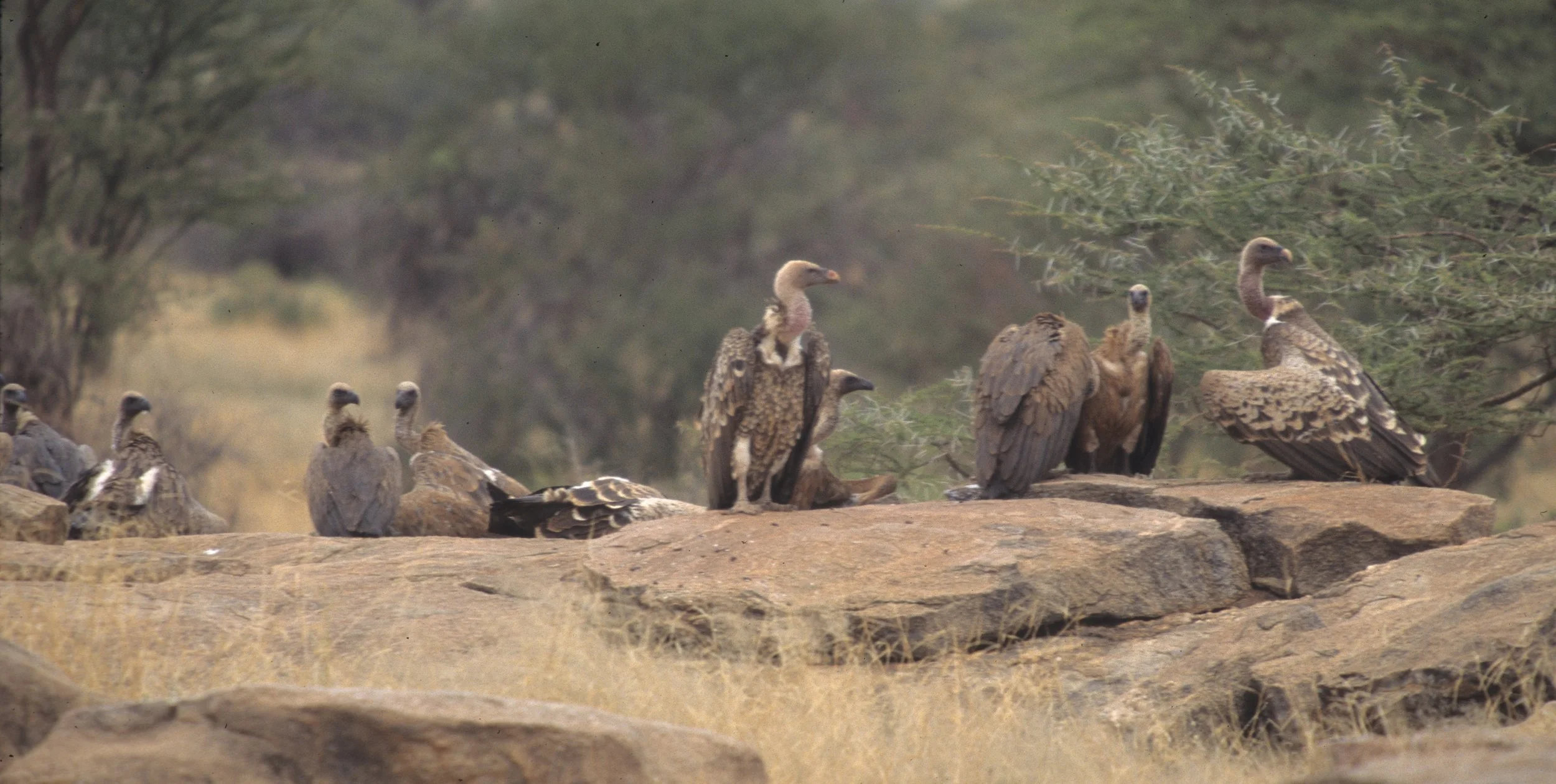 BIRDS - GRIFFON - RUEPPELLS AND WHITEBACKED VULTURES - SHABA.jpg