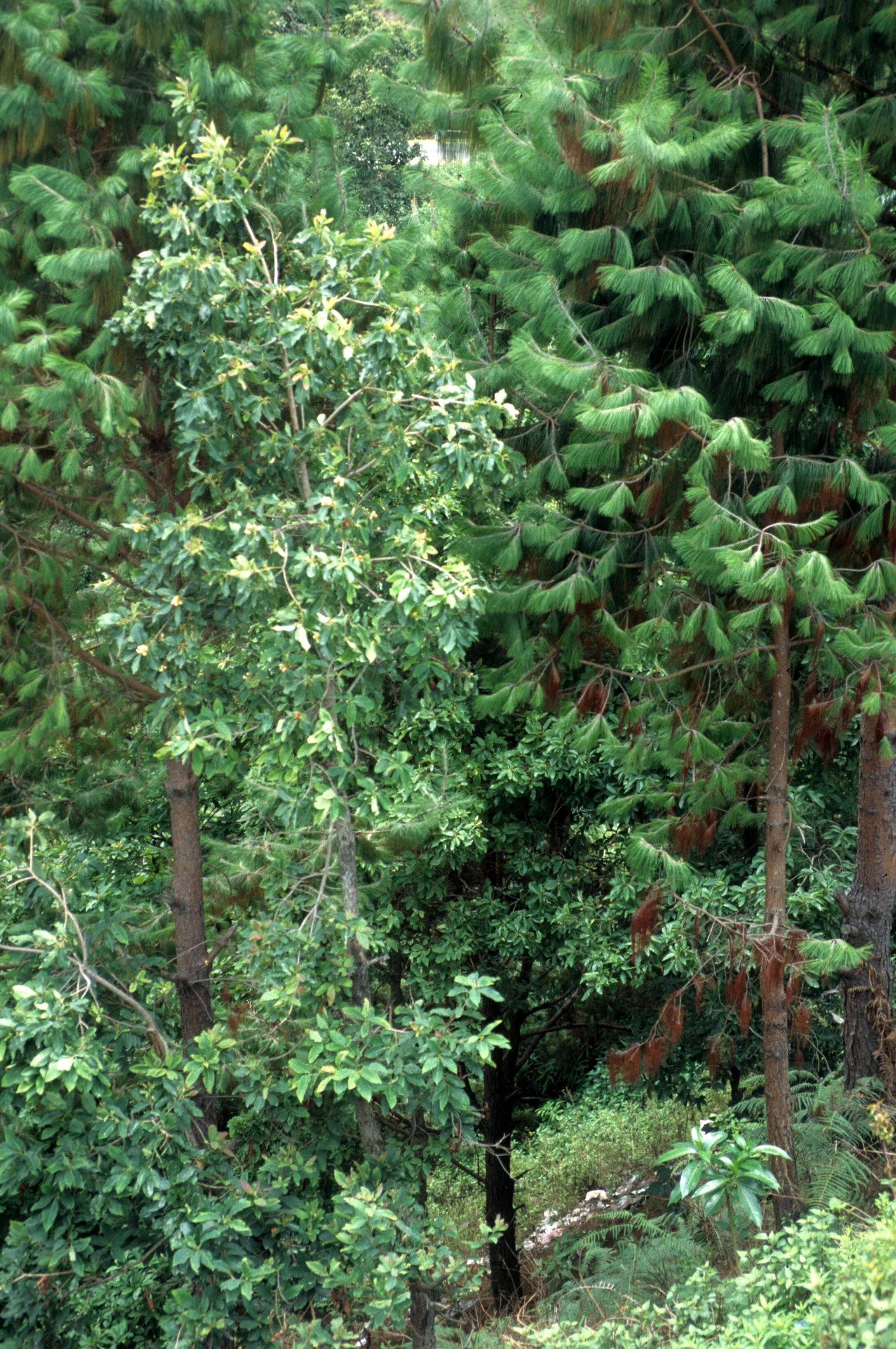NEPAL - FOREST - CHITWAN.jpg