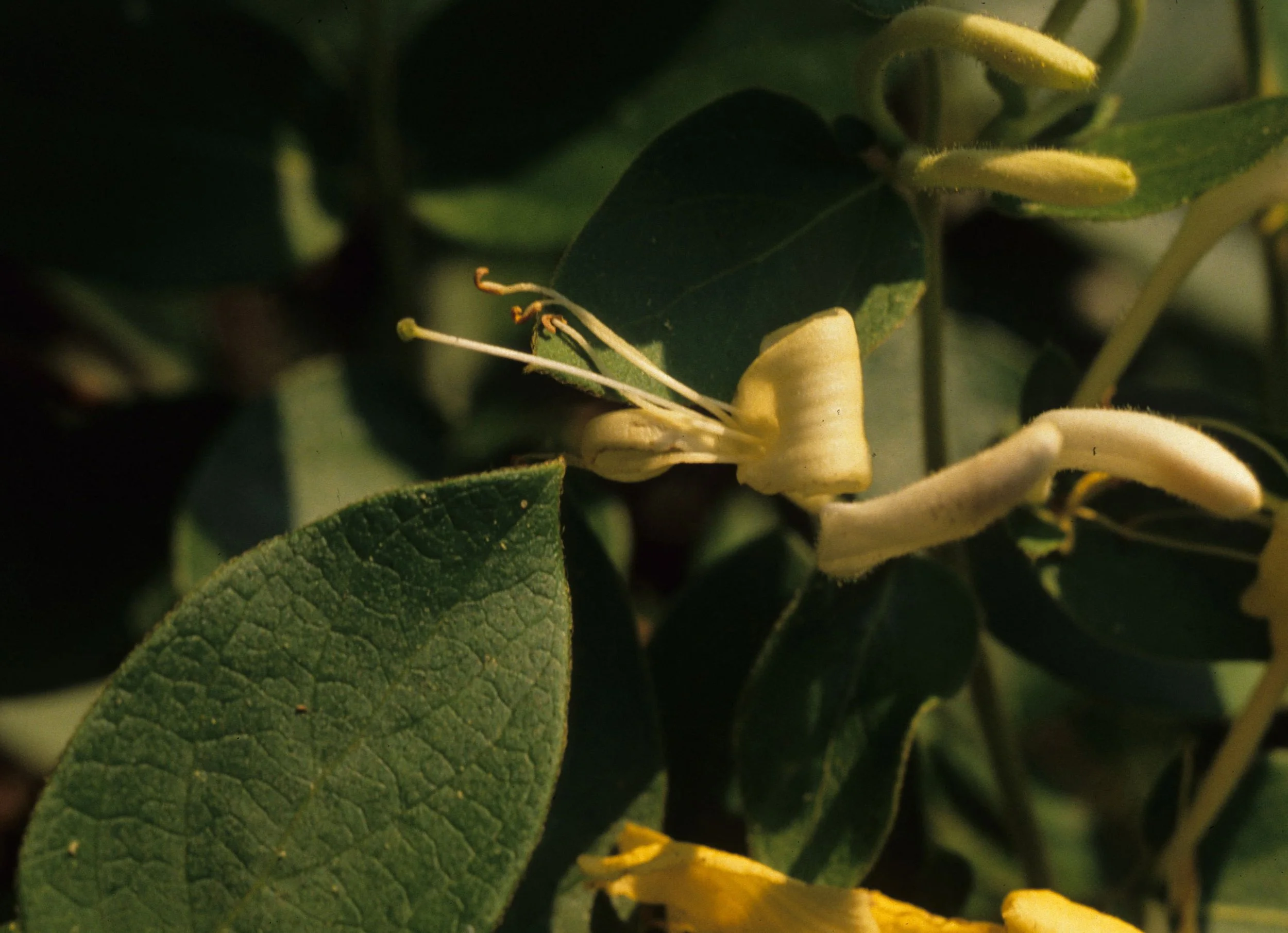 ILLINOIS - WILDFLOWER SPECIES.jpg
