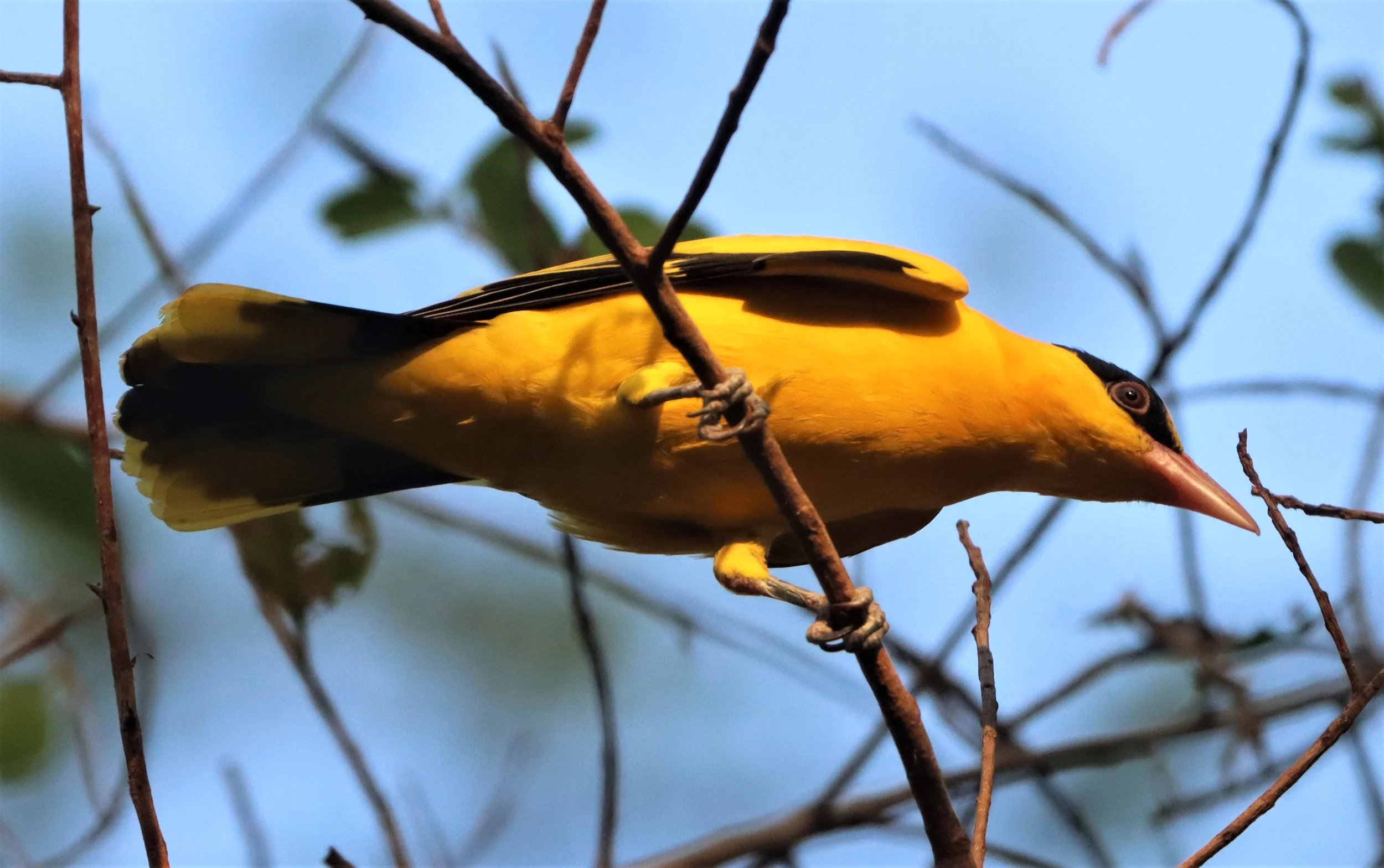 Black-napped Oriole (Oriolus chinensis) Rama 9 Park Bangkok (19).jpg