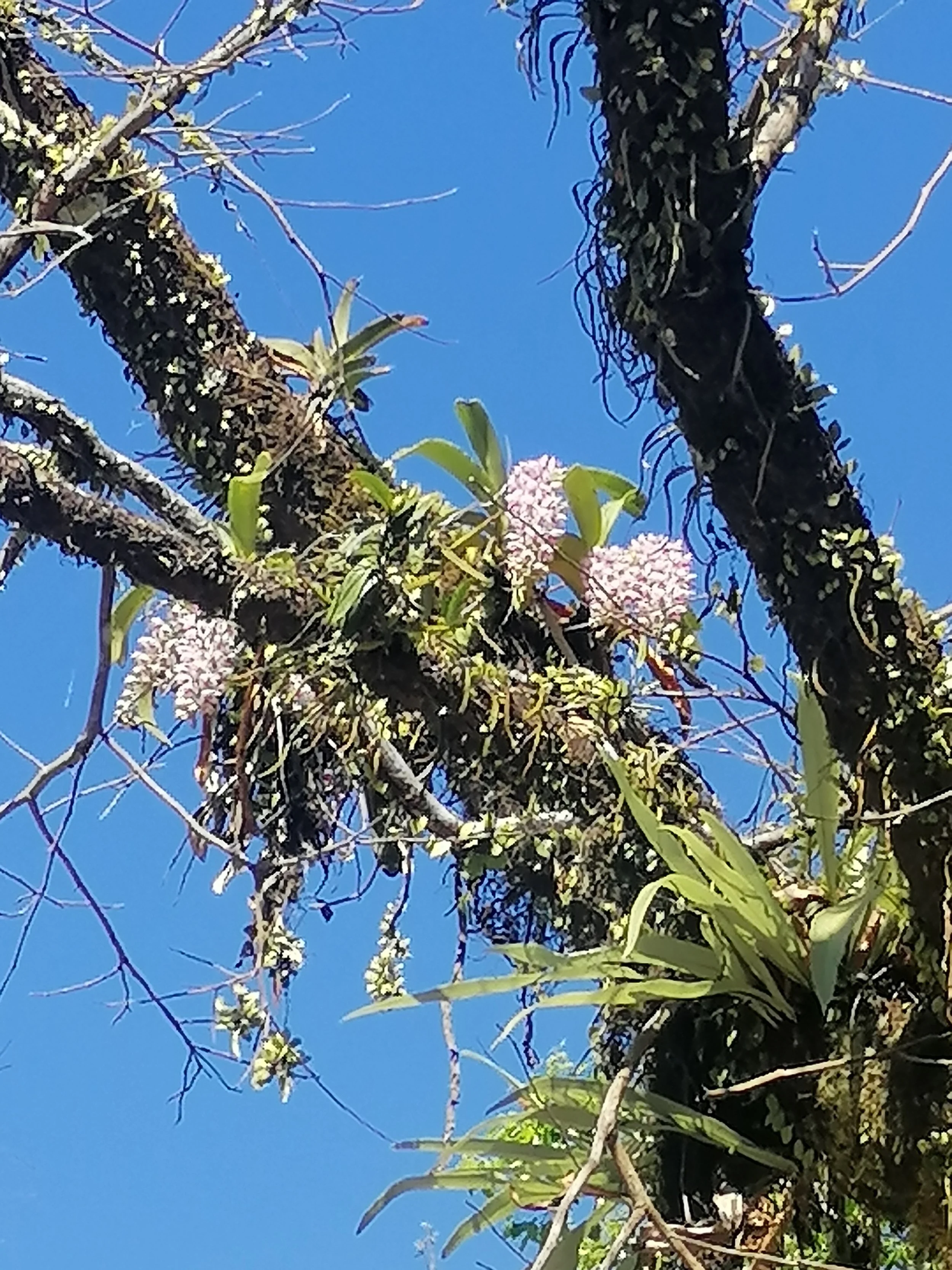 Rhynchostylis retusa orchid blooming in the canopy.