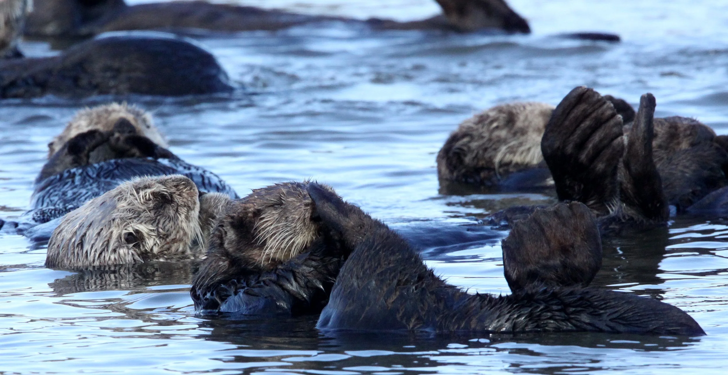 Enhydra lutris nereis - CALIFORNIA (SOUTHERN) SEA OTTER - ELKHORN SLOUGH  WILDLIFE REFUGE CALIFORNIA (33).JPG