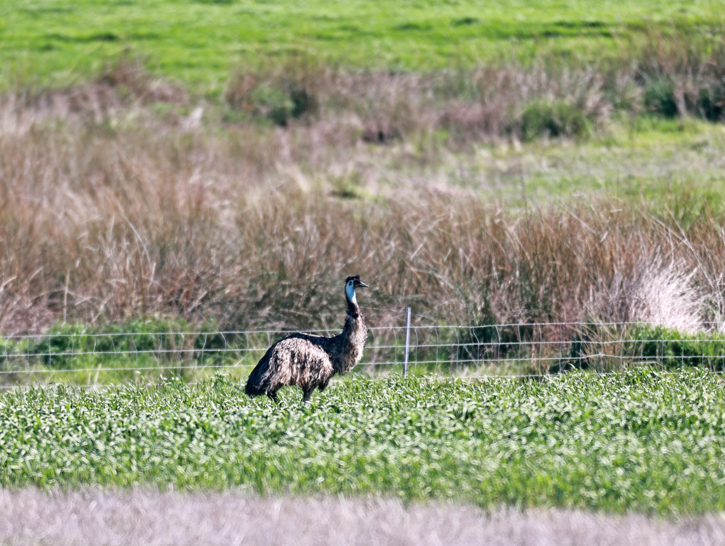 Emu (Dromaius novaehollandiae) Stirling Range NP - Western Australia (49).jpg