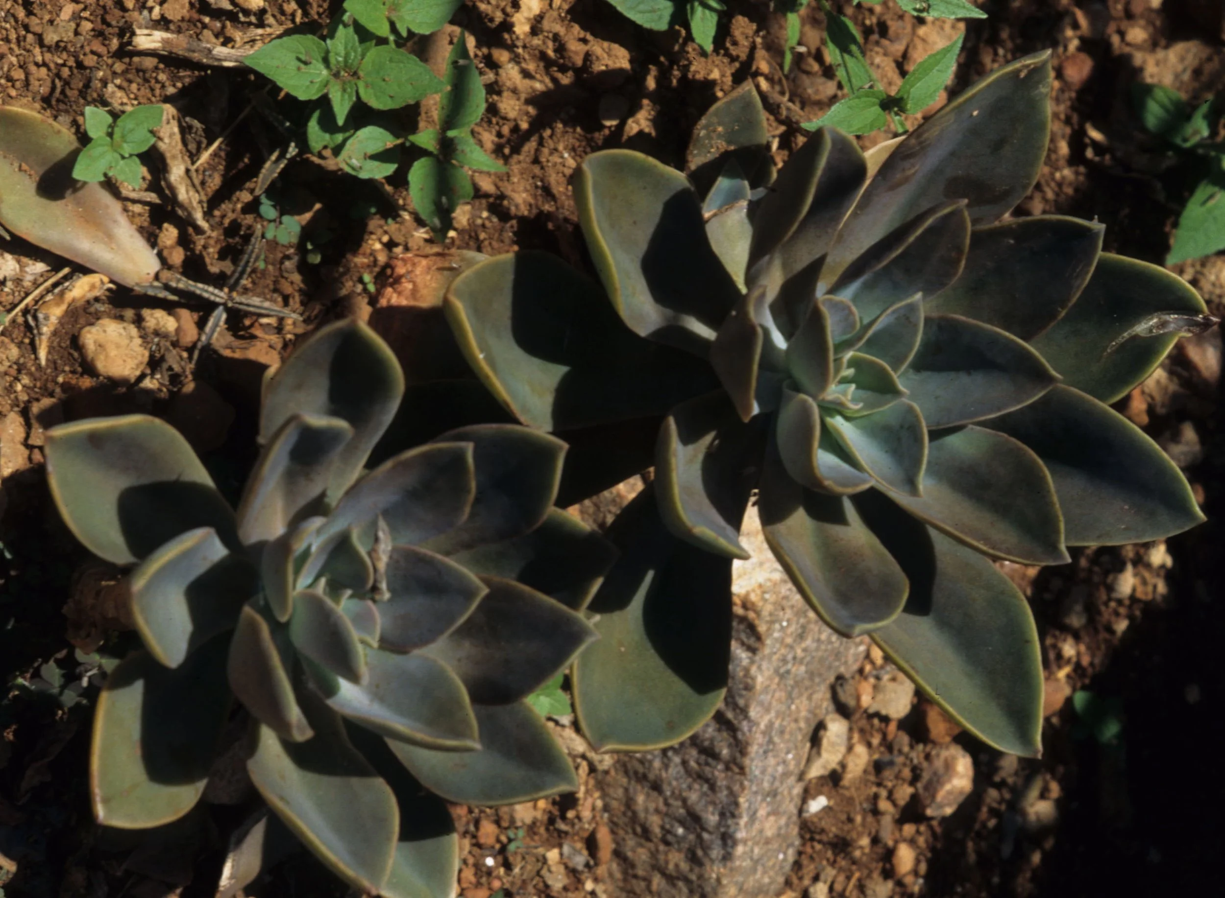 KENYA - SUCCULENT PLANT.jpg