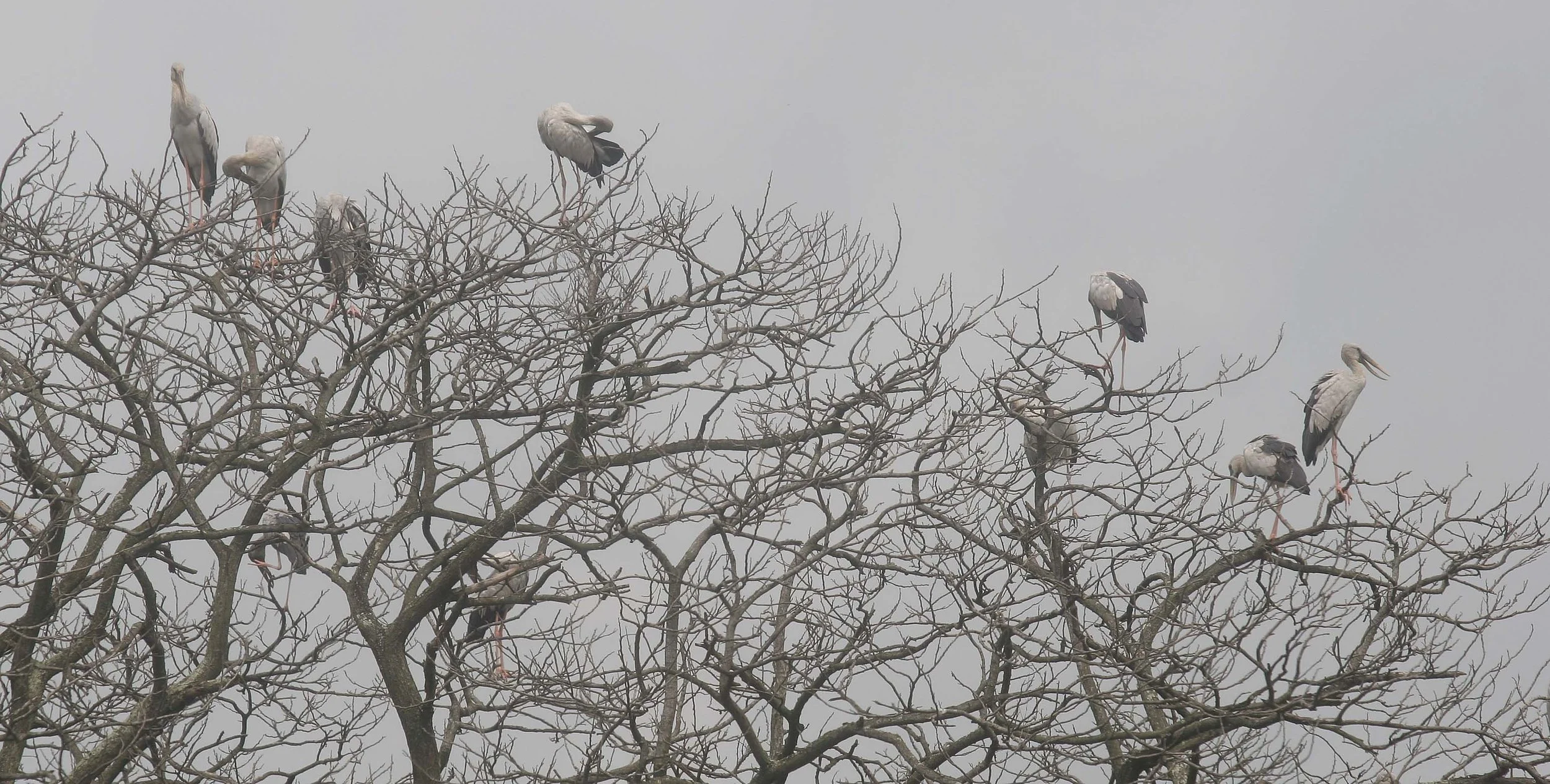 STORK - ASIAN OPENBILL - Anastomus oscitans - NEAR AYUTHAYA - 2006 (3).jpg