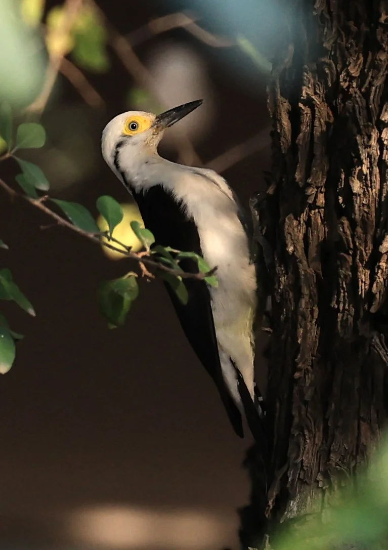 White Woodpecker (Melanerpes candidus) Hotel Campestre Iparoma Paraguay  (4).jpg