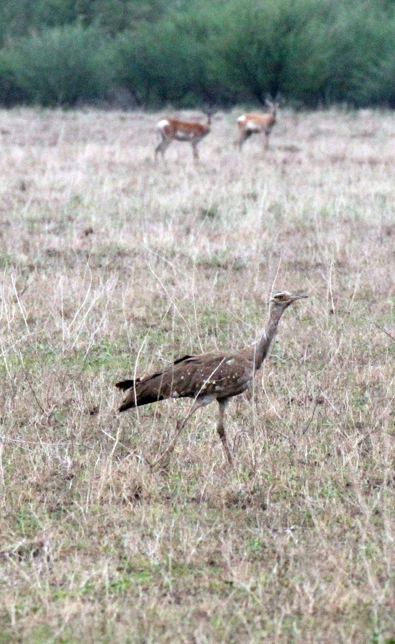 Arabian bustard (Ardeotis arabs) Ali Dege Plains, Ethiopia 