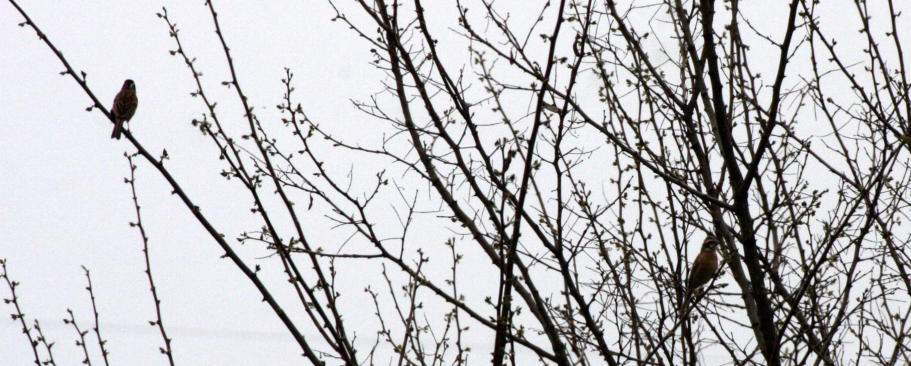 Meadow (Siberian) Bunting (Emberiza cioides) Shimokita Peninsula Japan.JPG