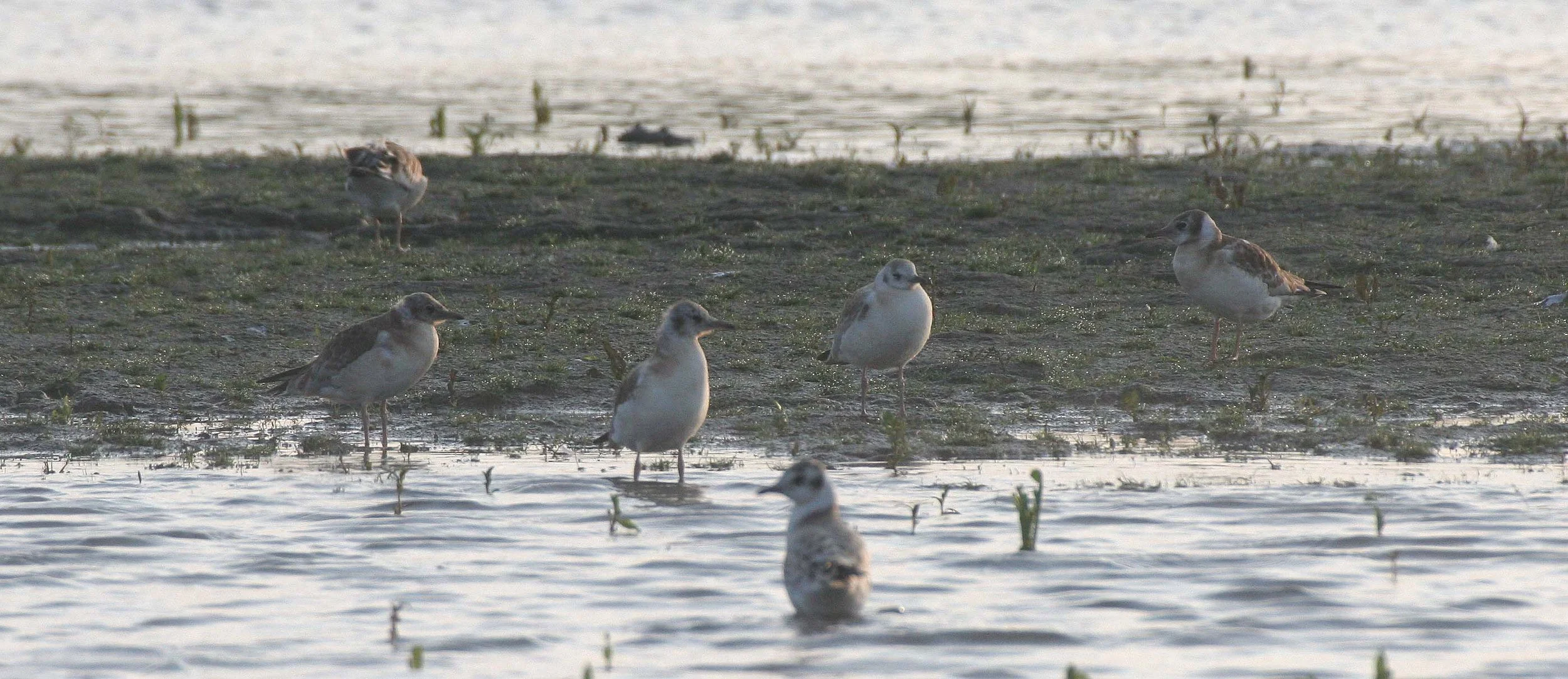 BIRD - GULL - BLACK-HEADED WITH IMMATURES IN SELENGA DELTA  RUSSIA (2).jpg