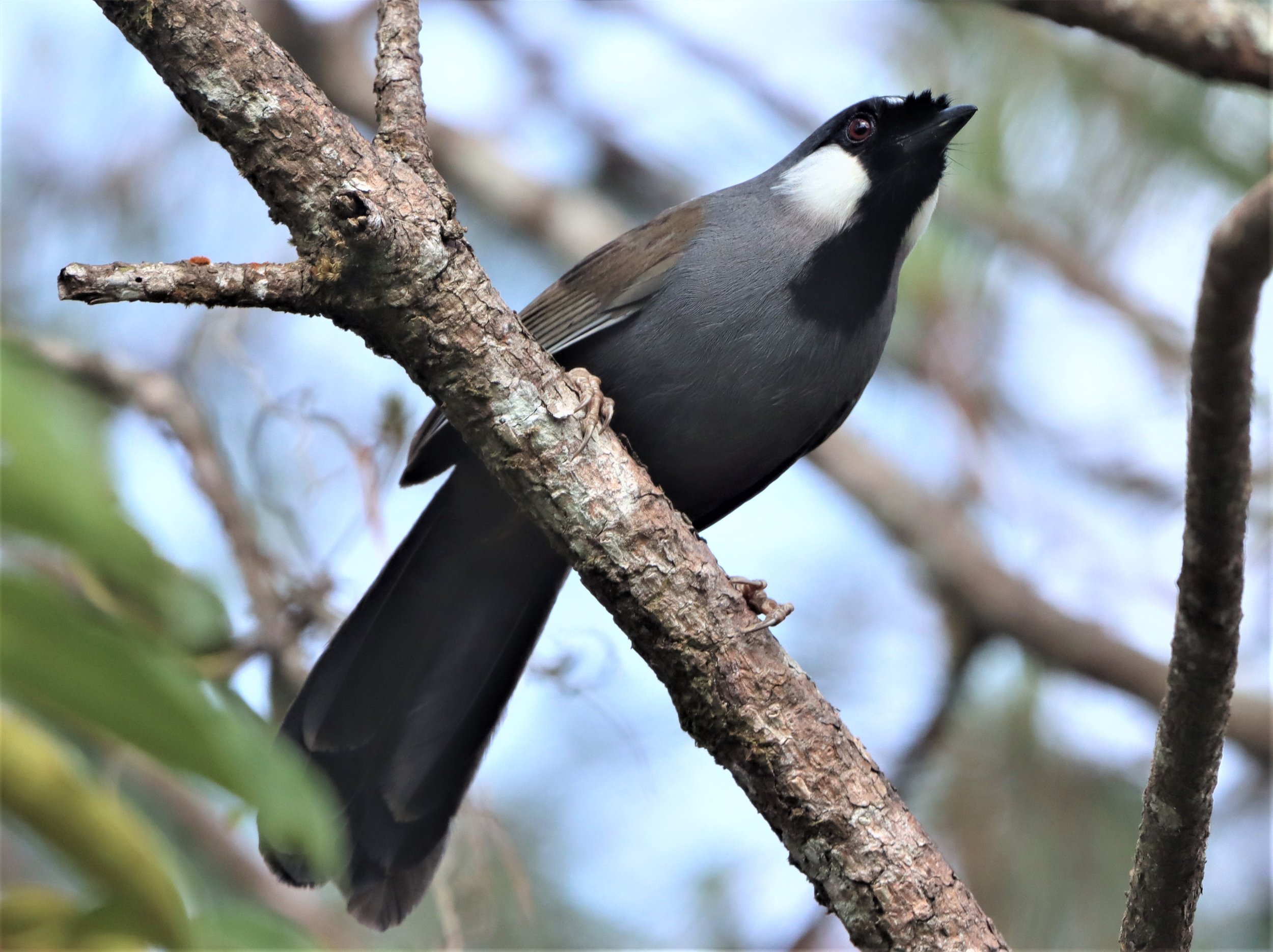 LAUGHINGTHRUSH - BLACK-THROATED LAUGHINGTHRUSH - Garrulax chinensis - PHA DIEW D (10).jpg