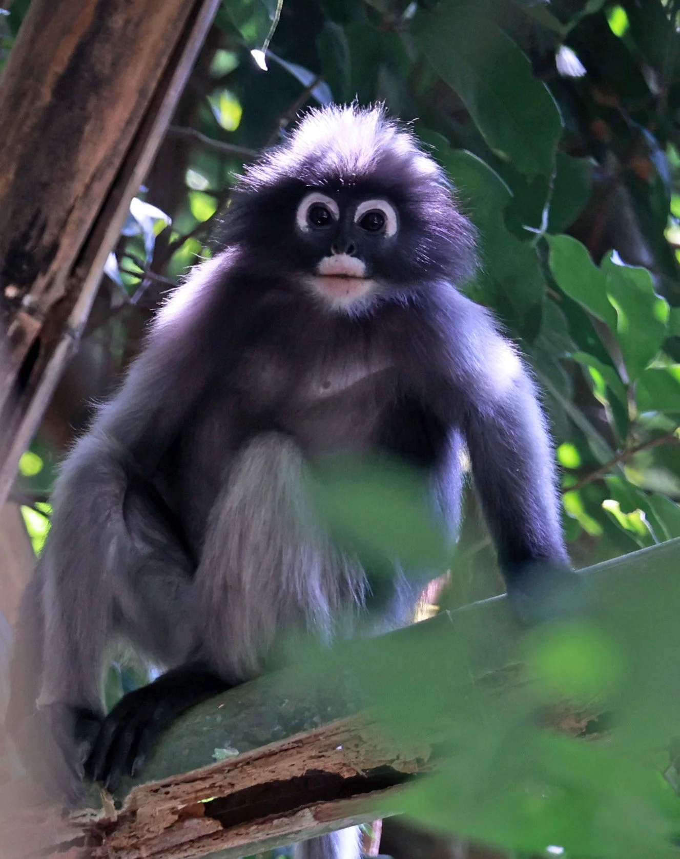 Dusky Leaf Monkey (Trachypithecus obscurus)