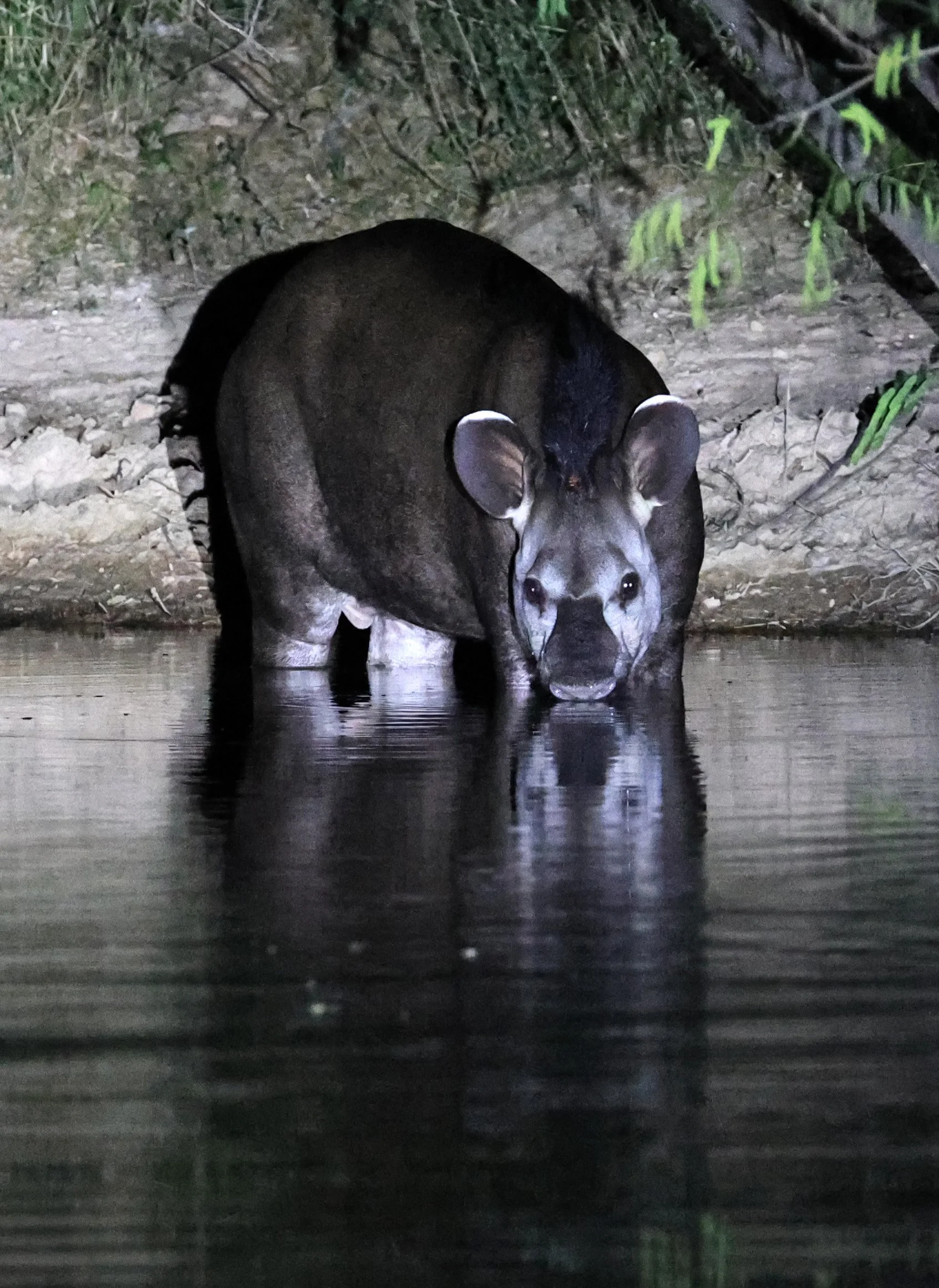 South American Tapir (Tapirus terrestris) Hotel Campestre Iparoma Paraguay  (33).jpg
