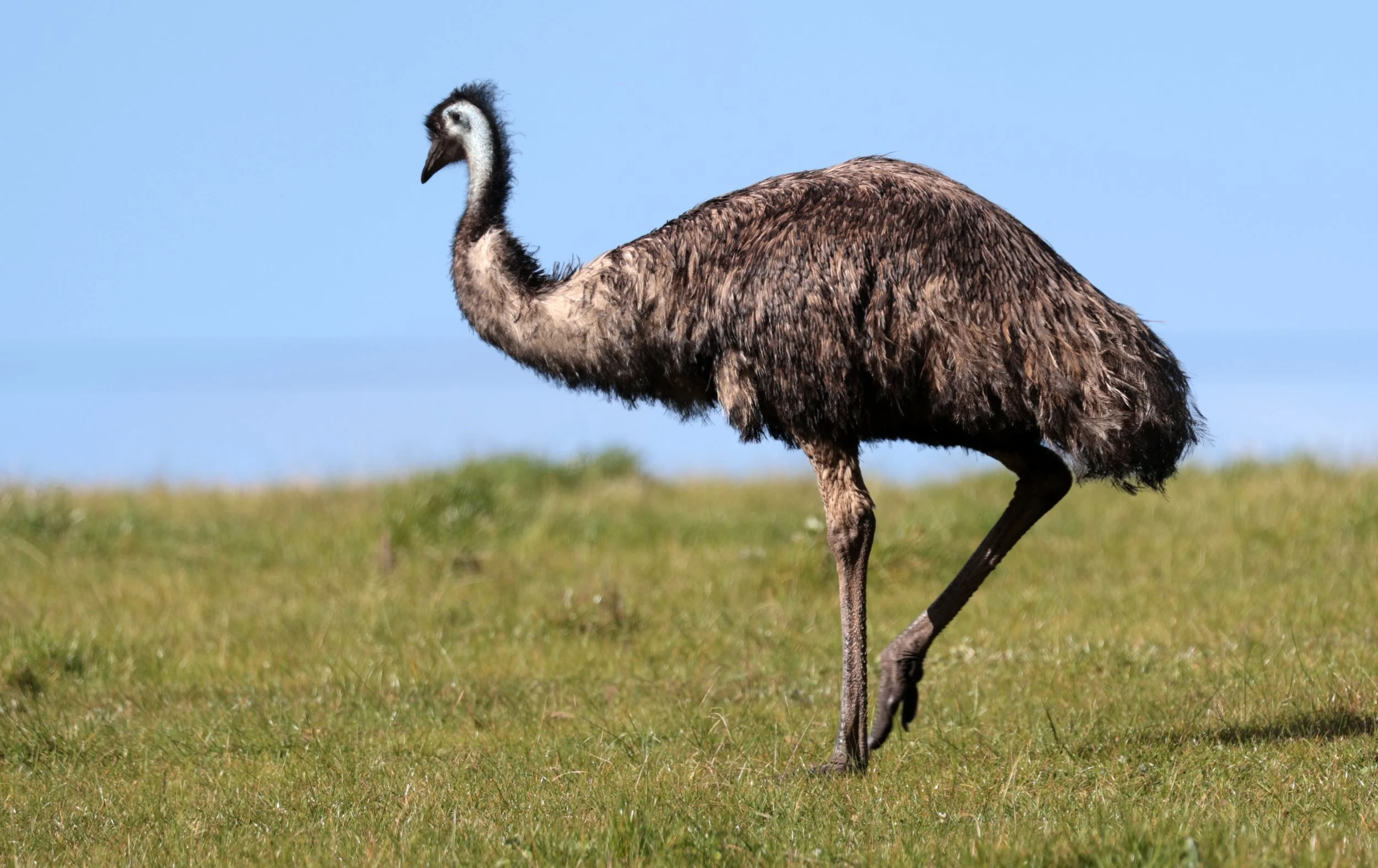 Emu (Dromaius novaehollandiae) Mt Frankland NP - Western Australia (6).jpg