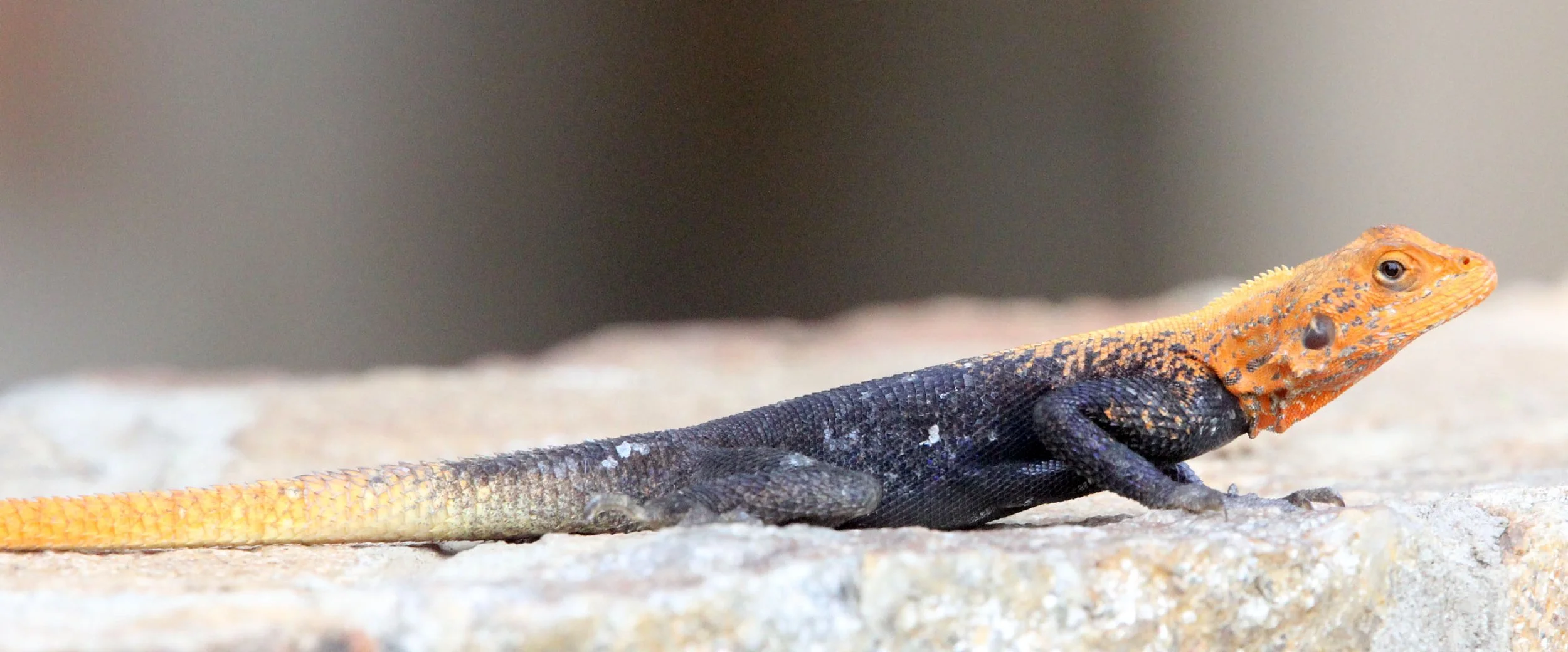 Agama agama - RED-HEADED AGAMA LIZARD - AGAMA AGAMA - MURCHISON FALLS NATIONAL PARK UGANDA (15).JPG