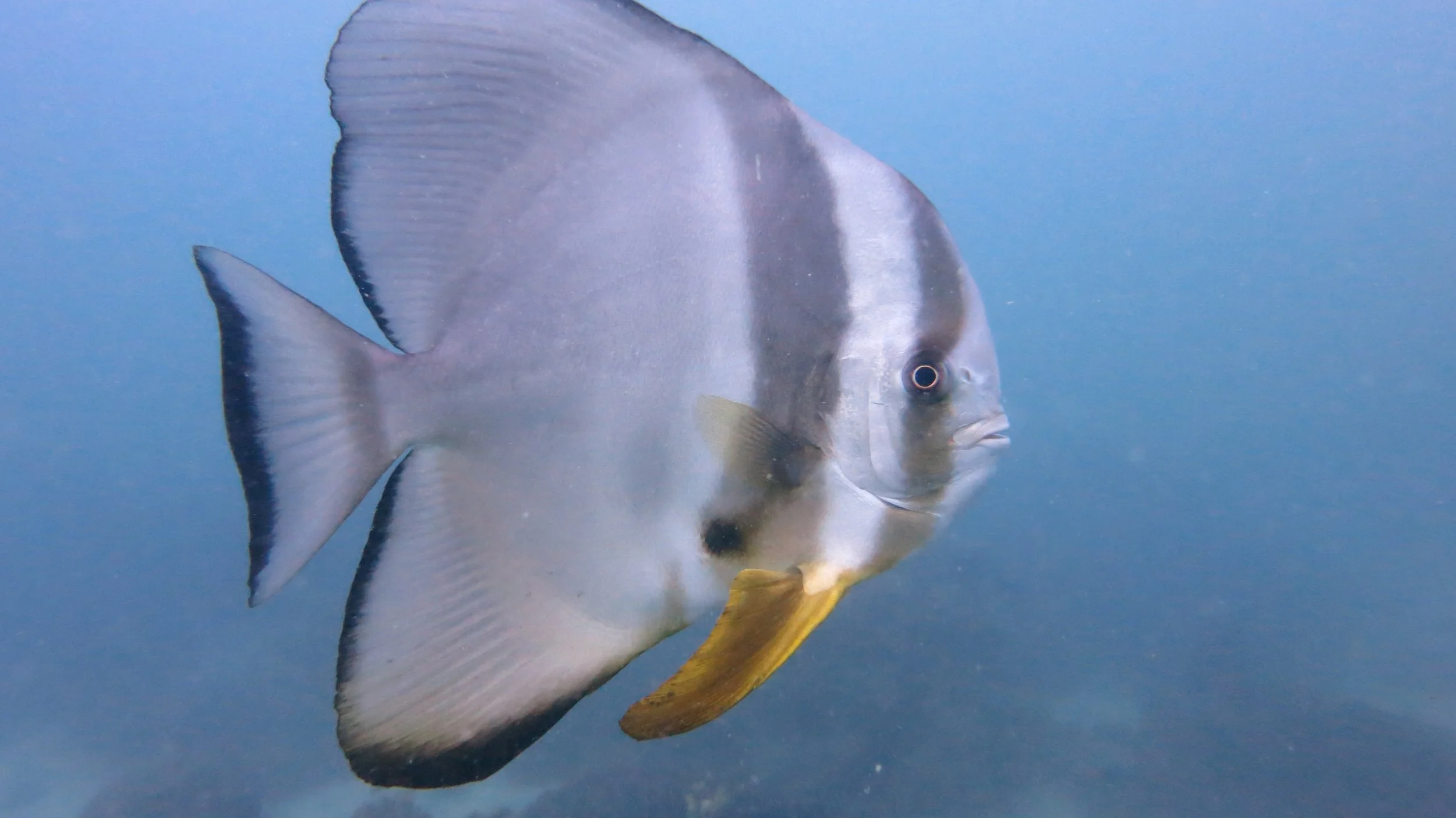 Ephippidae - Platax teira - Batfish - Similans Thailand (4).JPG