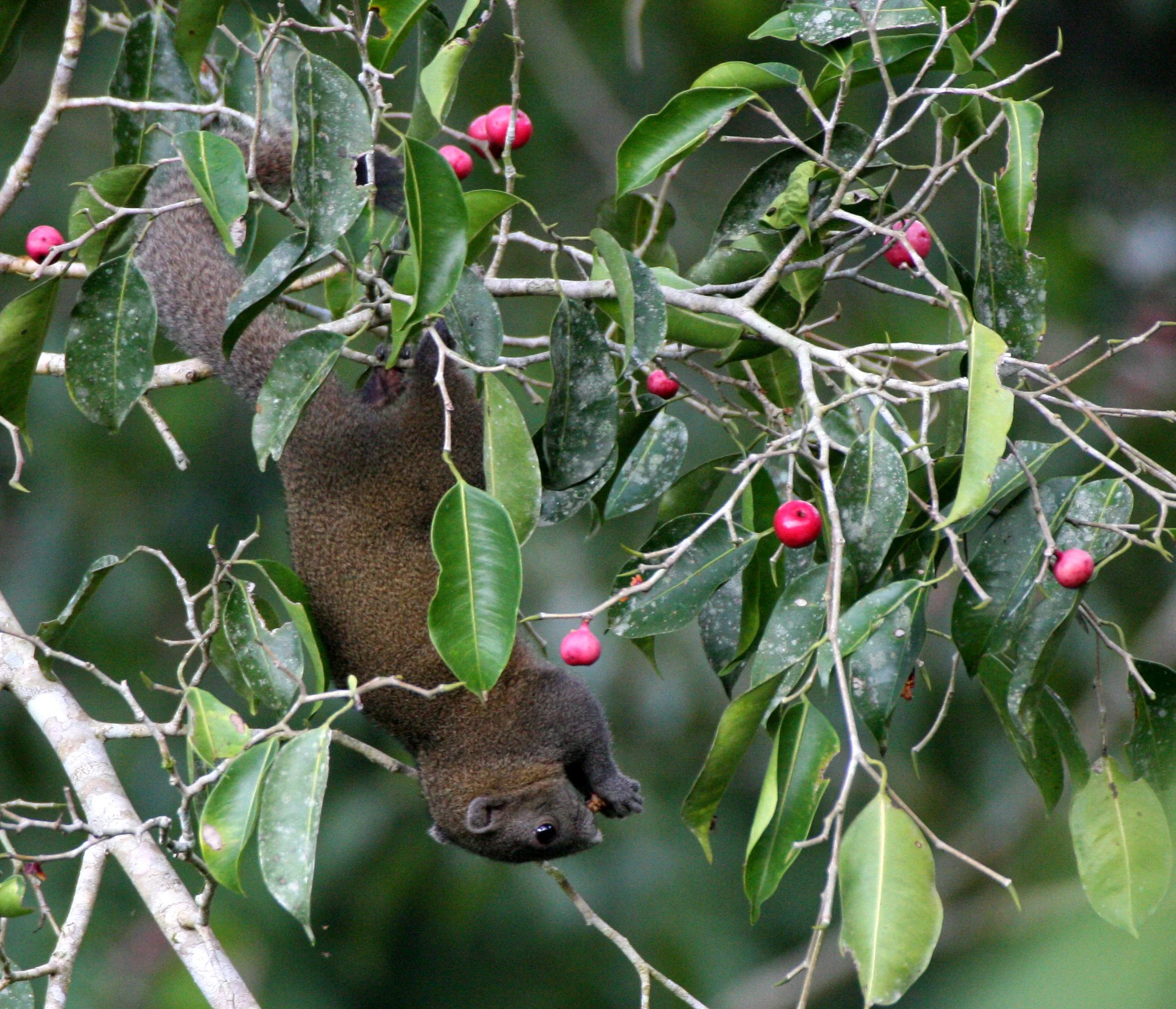 2016 Koh Lanta TheOtherSideVillas - Nature at our Home (145).JPG
