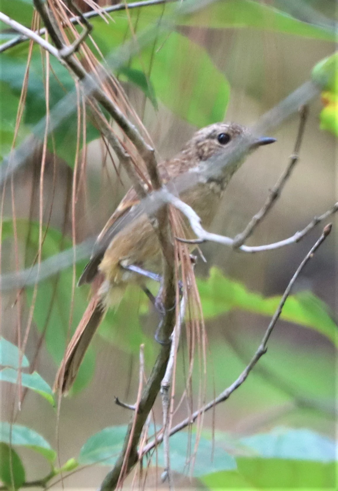BUSH CHAT - GREY BUSH CHAT - Saxicola ferreus - DOI LANG CHIANG MAI.jpg