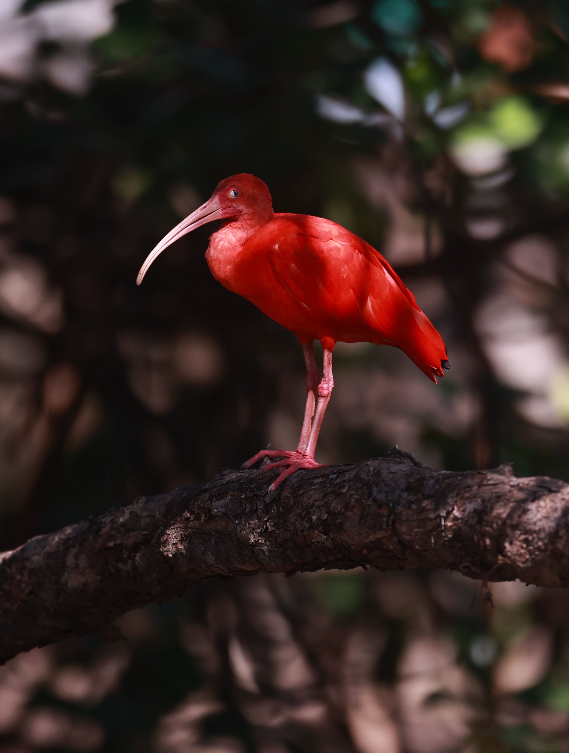Ibis - Scarlet Ibis - Eudocimus ruber - 29 Songkaow Cafe, Chachoengsao Thailand (190).jpg