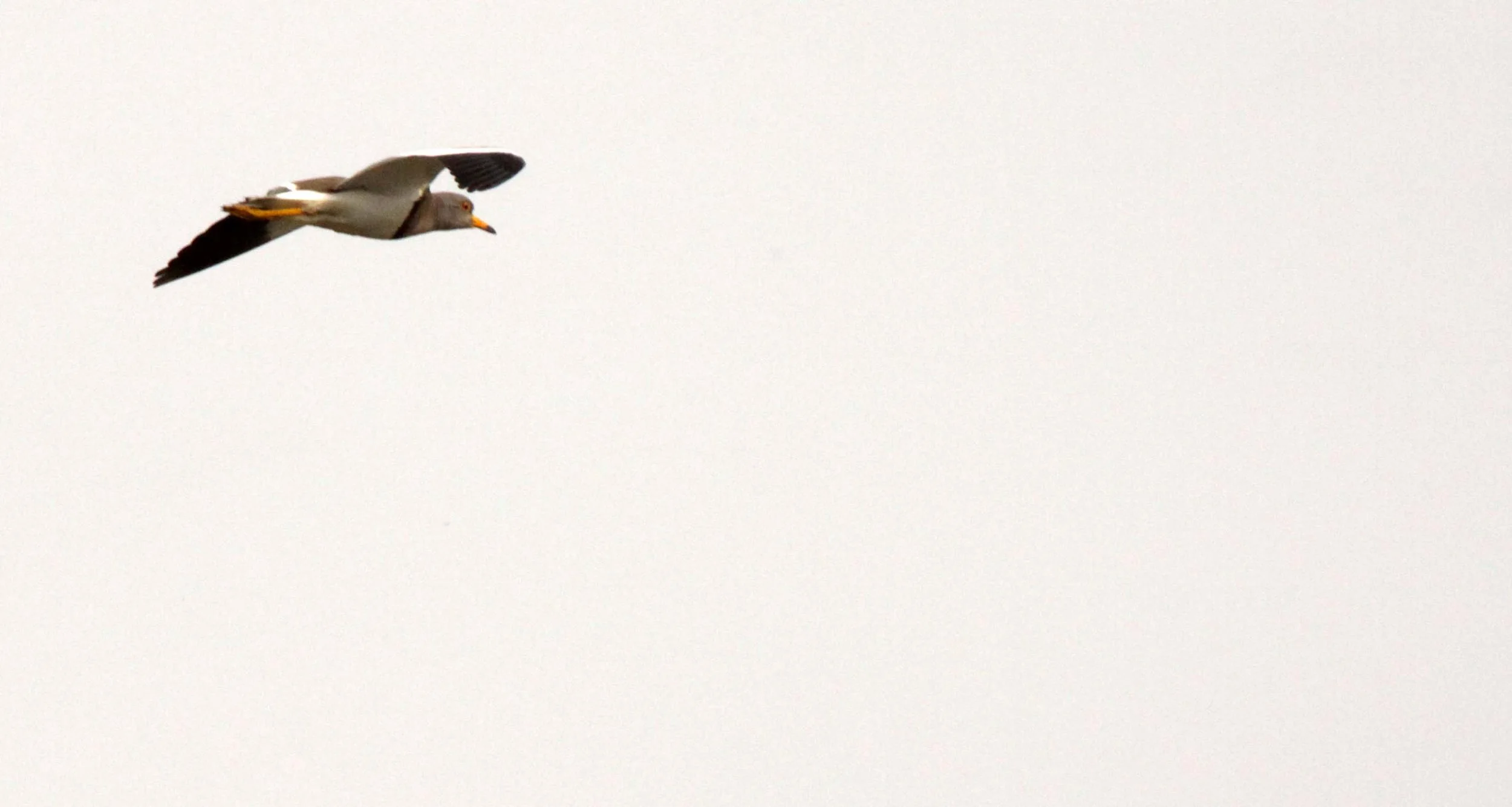 BIRD - PLOVER - GREY-HEADED PLOVER - YANG COUNTY CHINA.JPG