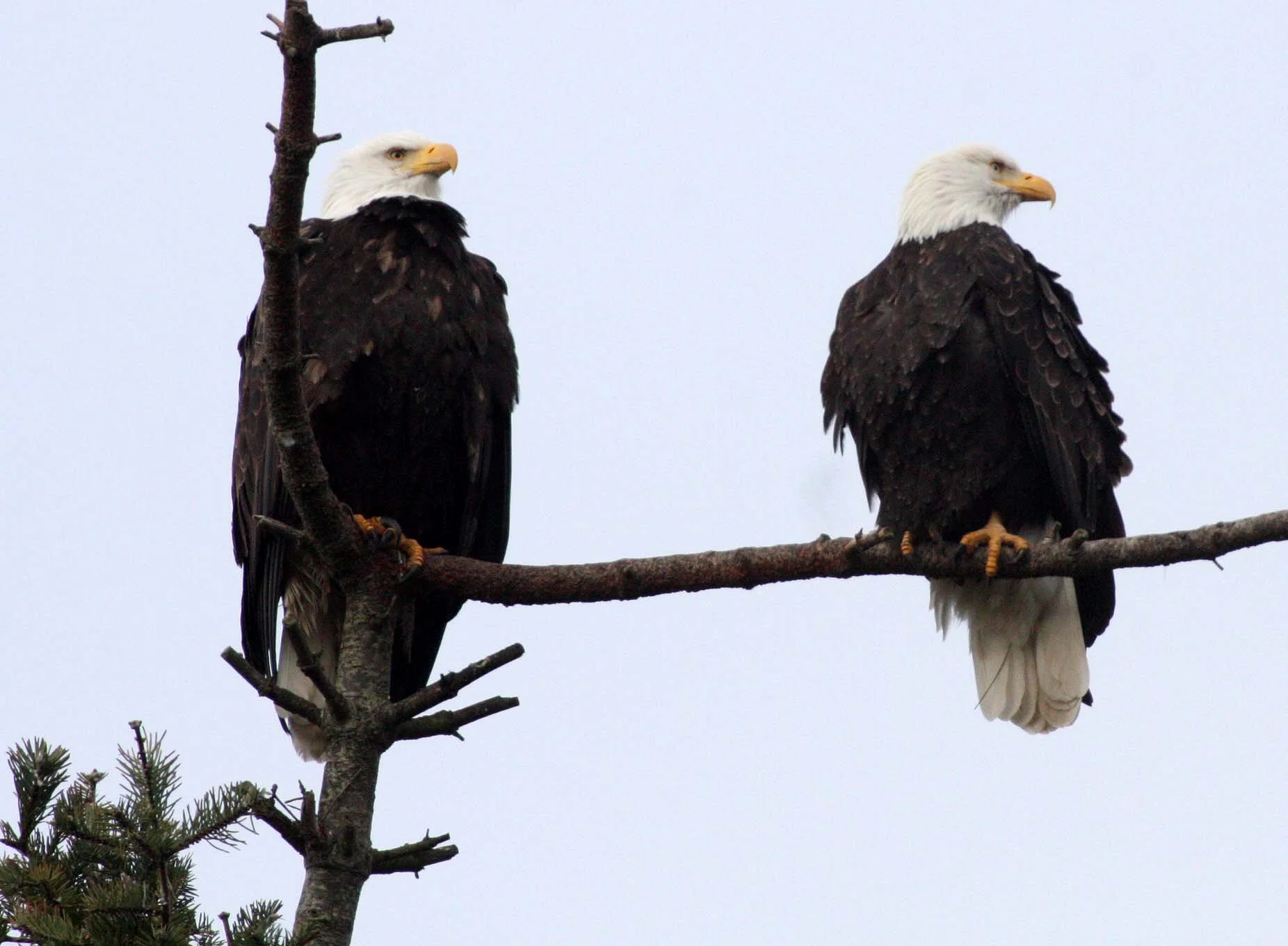 Haliaeetus leucocephalus - AMERICAN BALD EAGLE - MARINE DRIVE SEQUIM WA (22).JPG