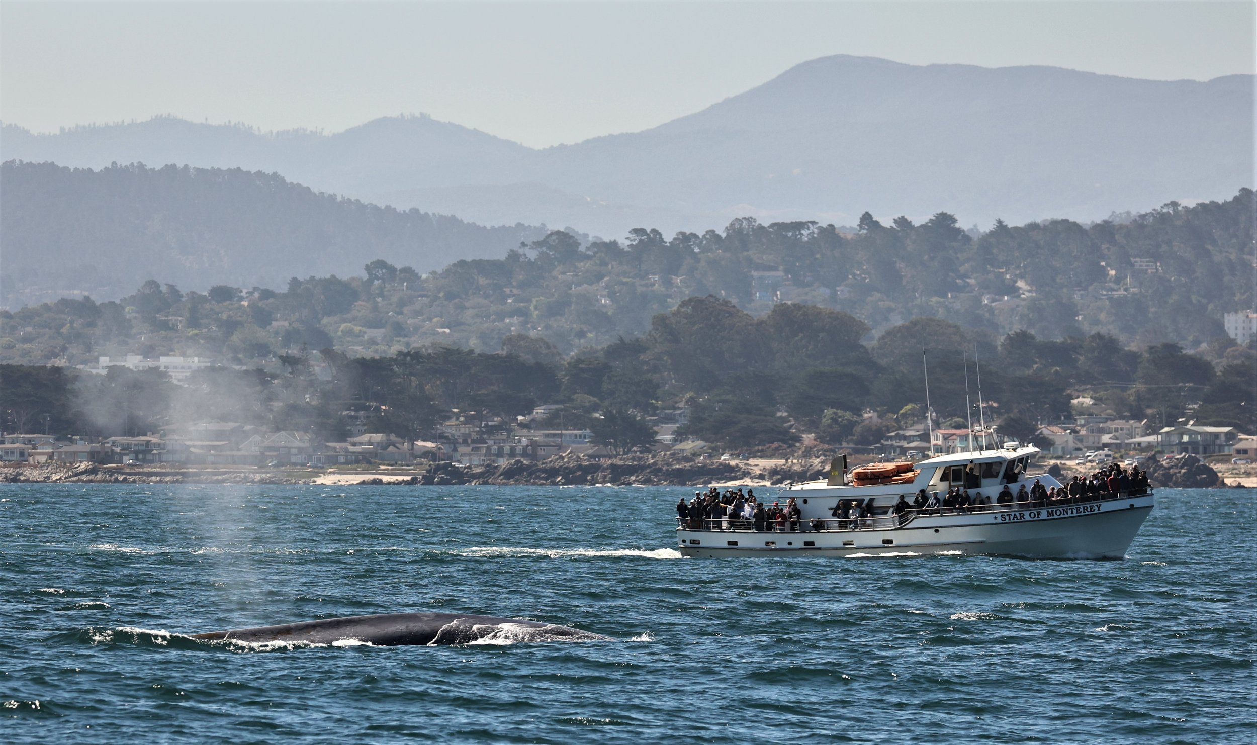 Balaenoptera musculus Blue Whale — Coke Smith Wildlife