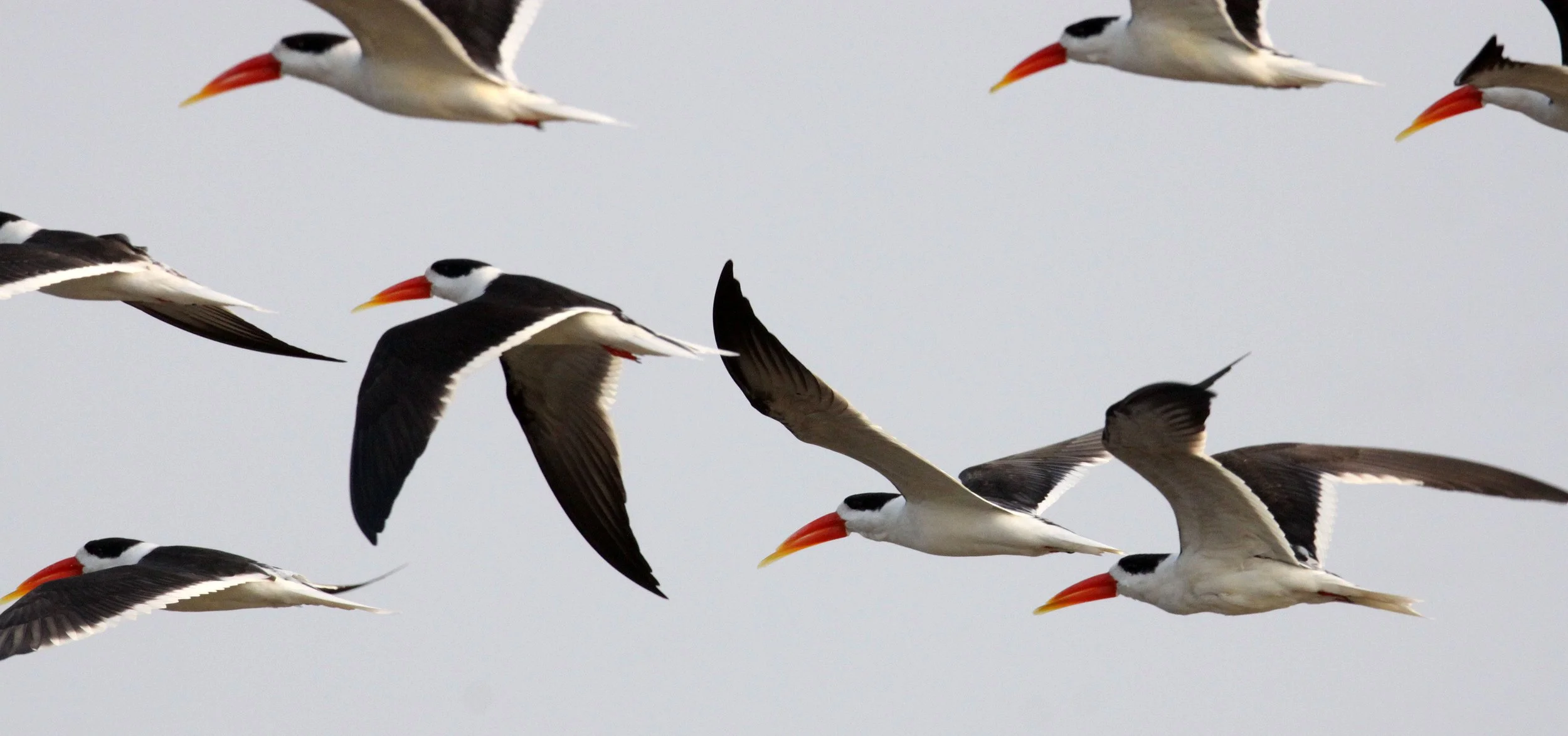 BIRD - SKIMMER - INDIAN SKIMMER - CHAMBAL SANCTUARY INDIA (60).JPG