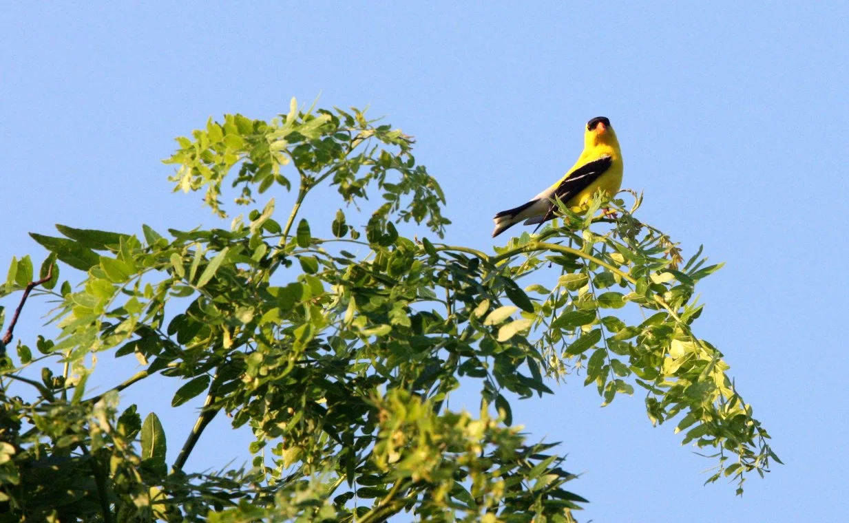 American Goldfinch (Spinus tristis) McKee Marsh, Illinois (3).JPG