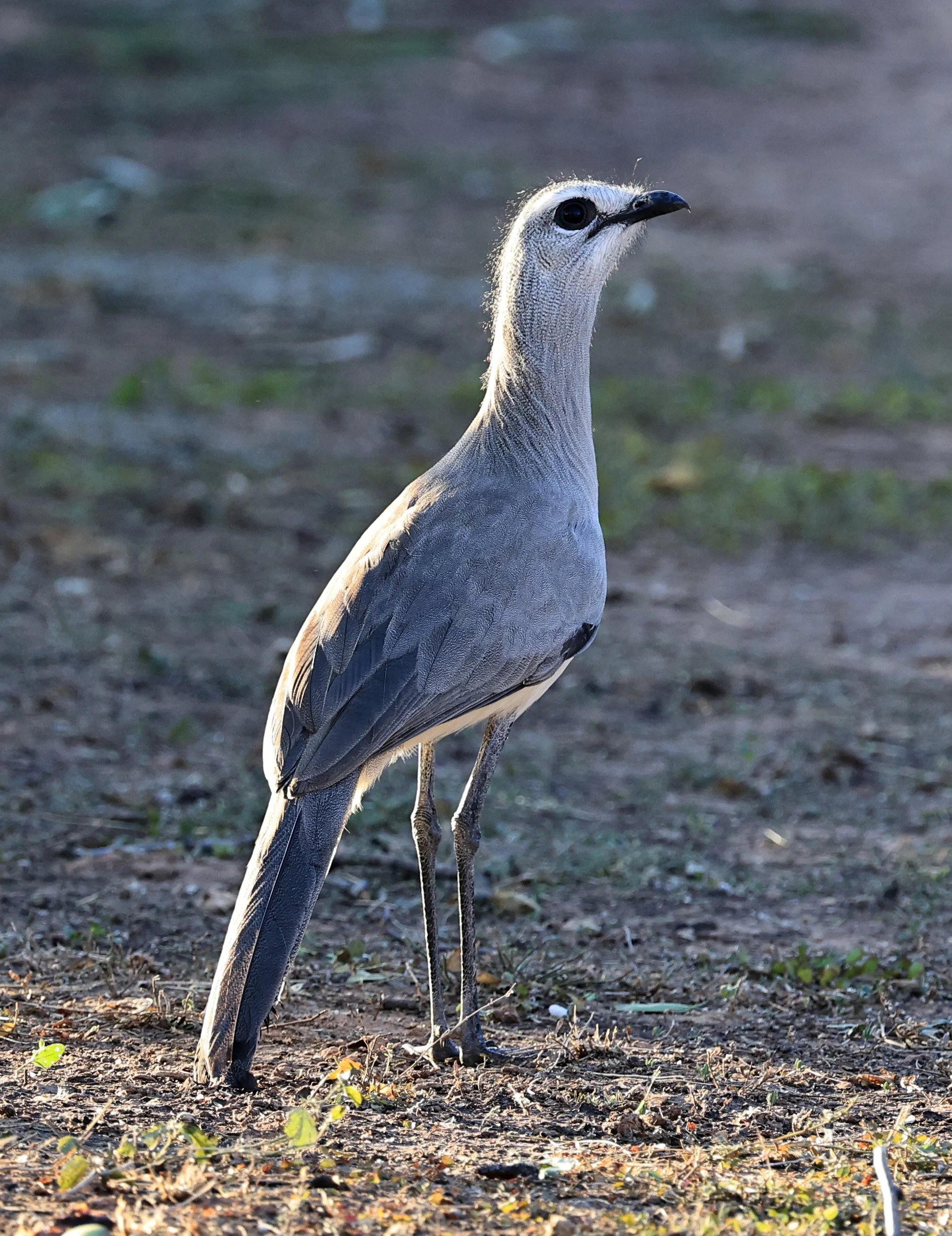 Black-legged Seriema (Chunga burmeisteri) Parque Nacional Teniente Agripino Enciso (10).jpg
