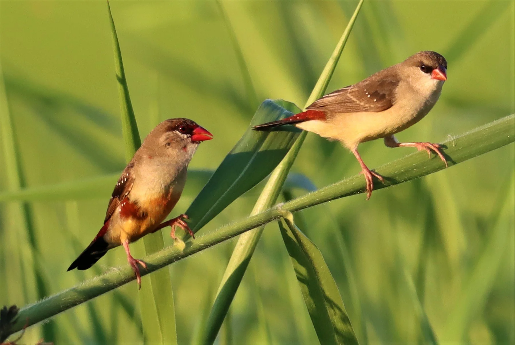 RED AVADAVAT - Amandava amandava - LAT KRABANG RICE FIELDS AT THAP YAO (127).jpg