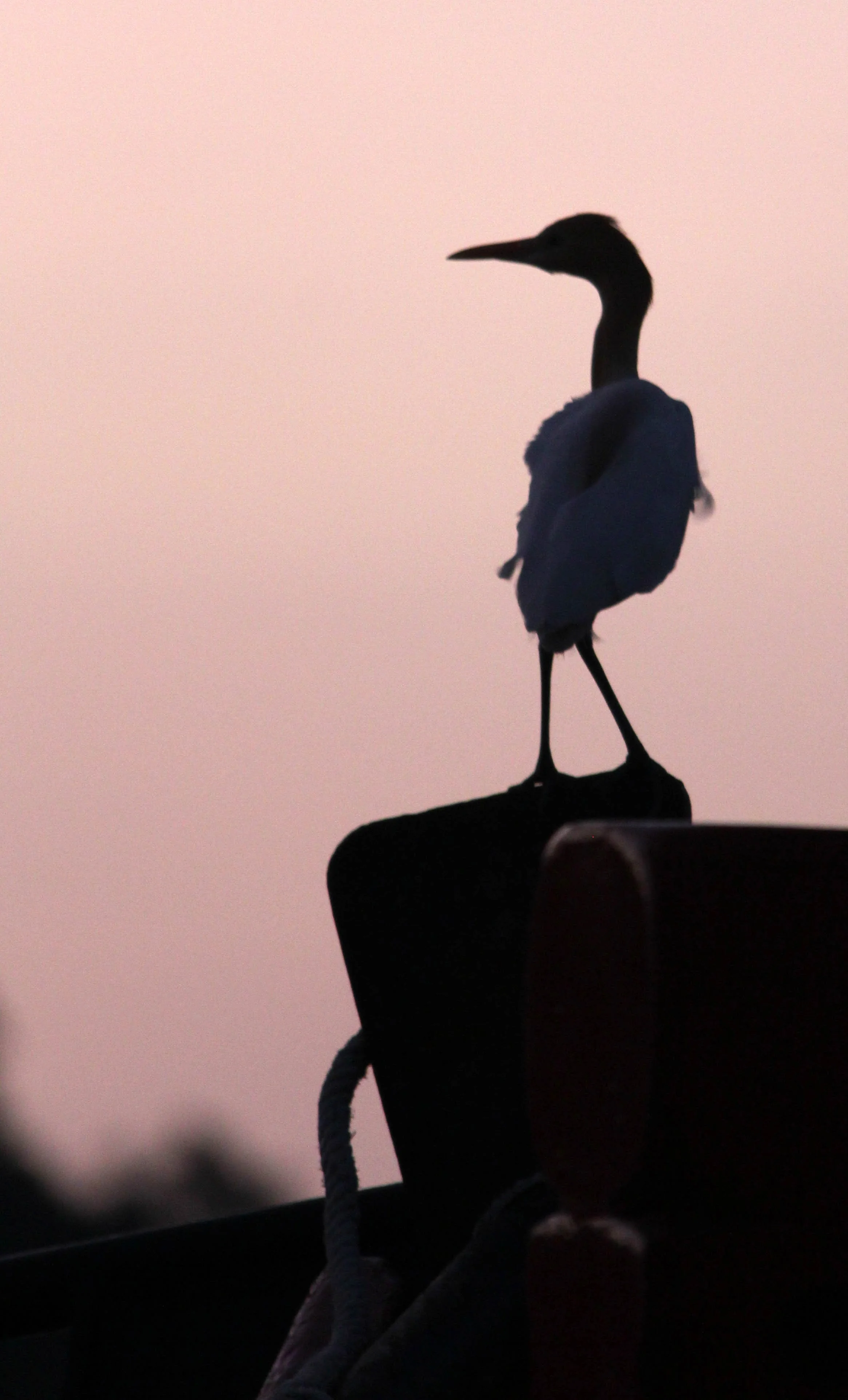 2014 Similans Trip with Family on The Junk (247).JPG