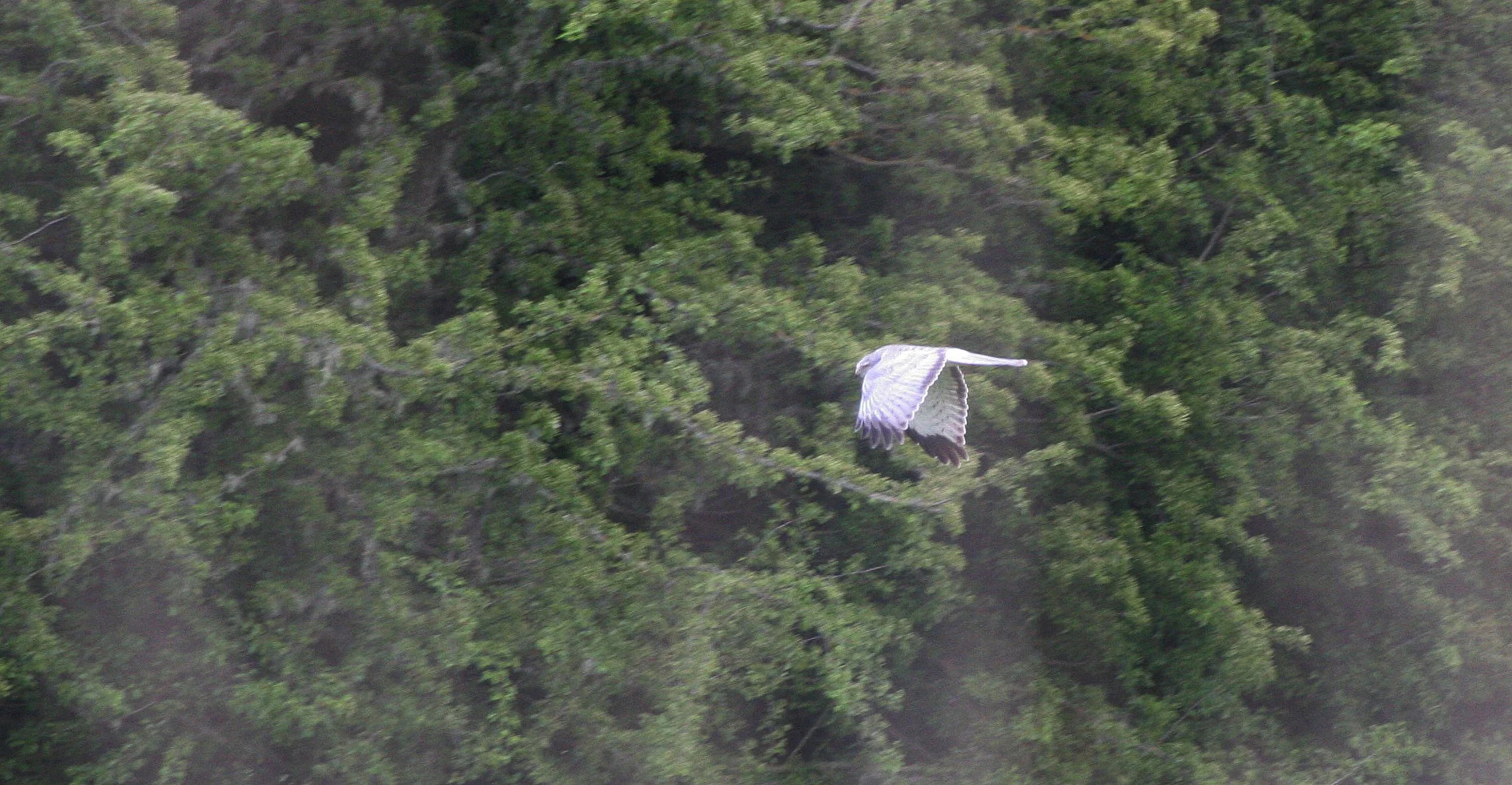 Circus hudsonius - NORTHERN HARRIER - JAMESTOWN WASHINGTON (1).JPG