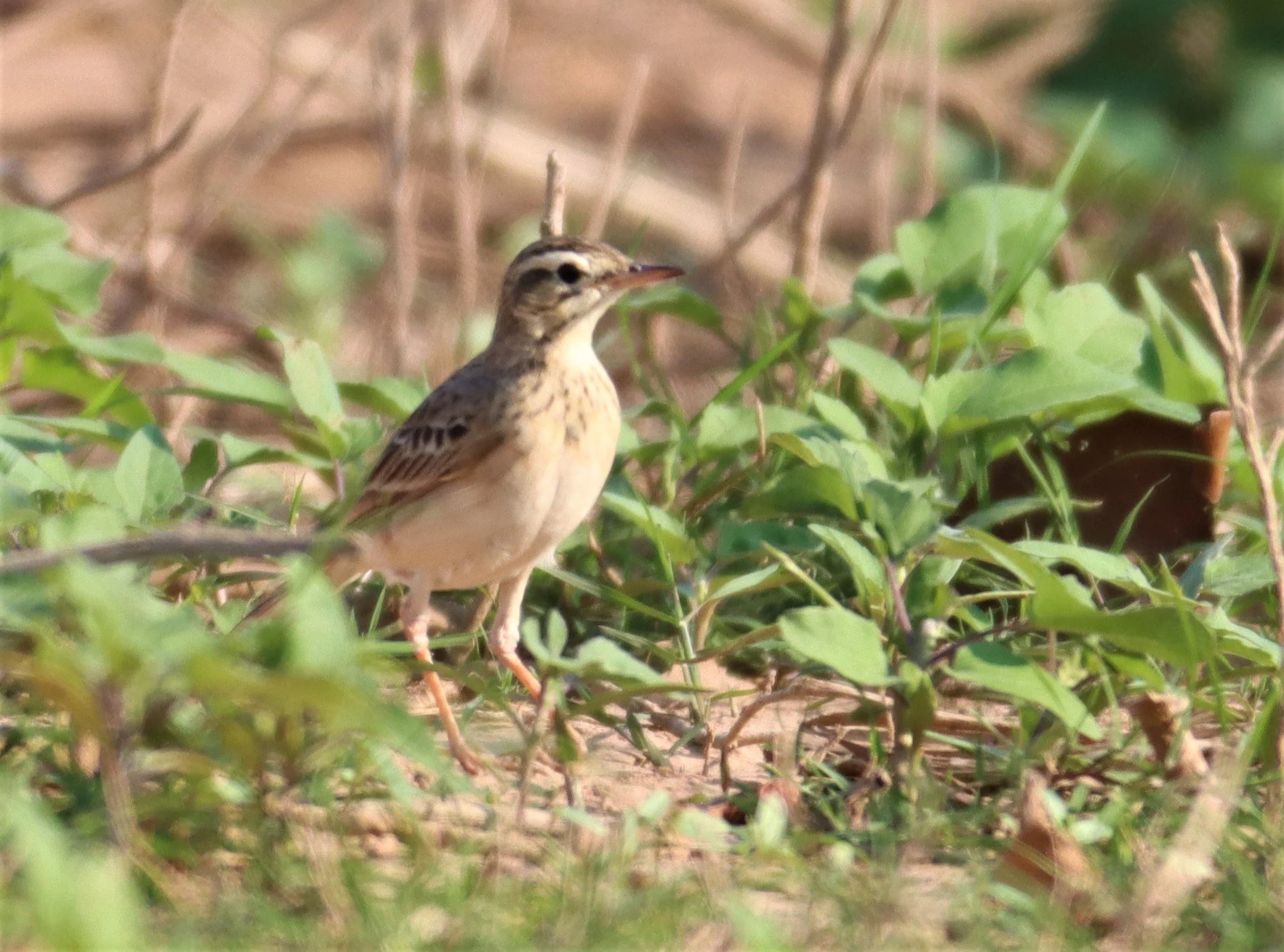 Paddyfield Pipit (Anthus rufulus) LUMTAKONG LAKE PAK CHONG (4).JPG