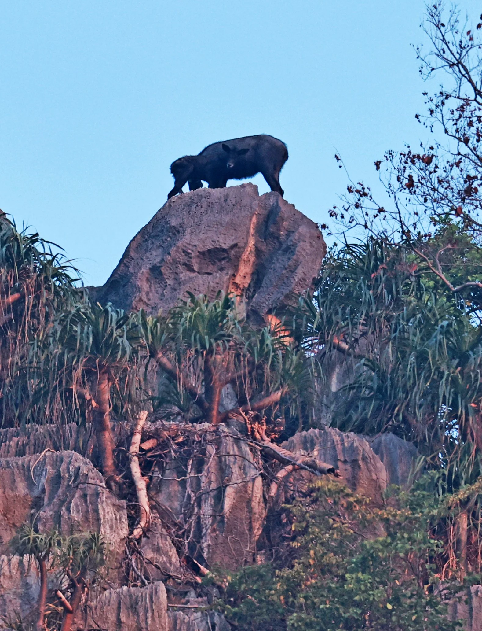 Indochinese Serow (Capricornis milneedwardsi maritimus) Pak Chong, Ban Tha Chang Spring (53).jpg