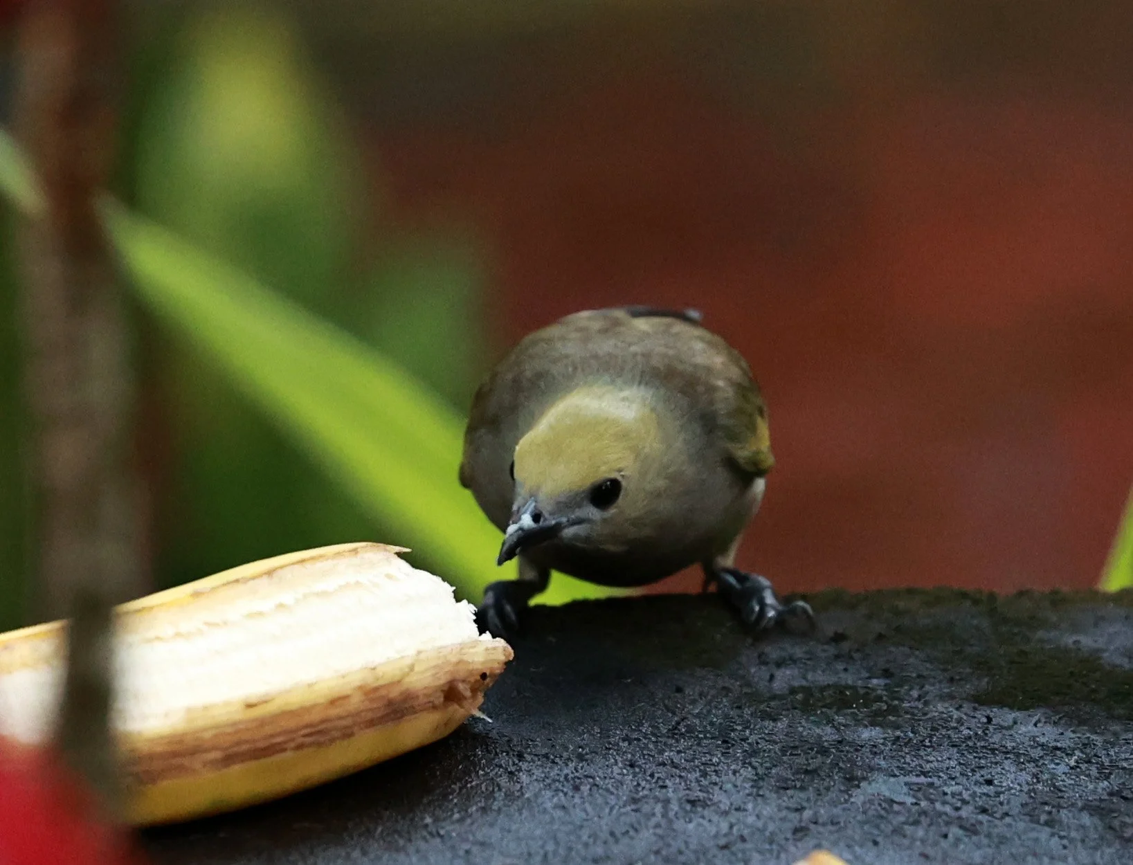 Palm Tanager (Thraupis palmarum) Superagui National Park, Brazil (1).jpg