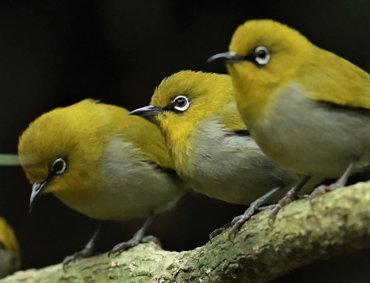 Indian White-eye (Zosterops palpebrosus) Doi Inthanon NP Chiang Mai 