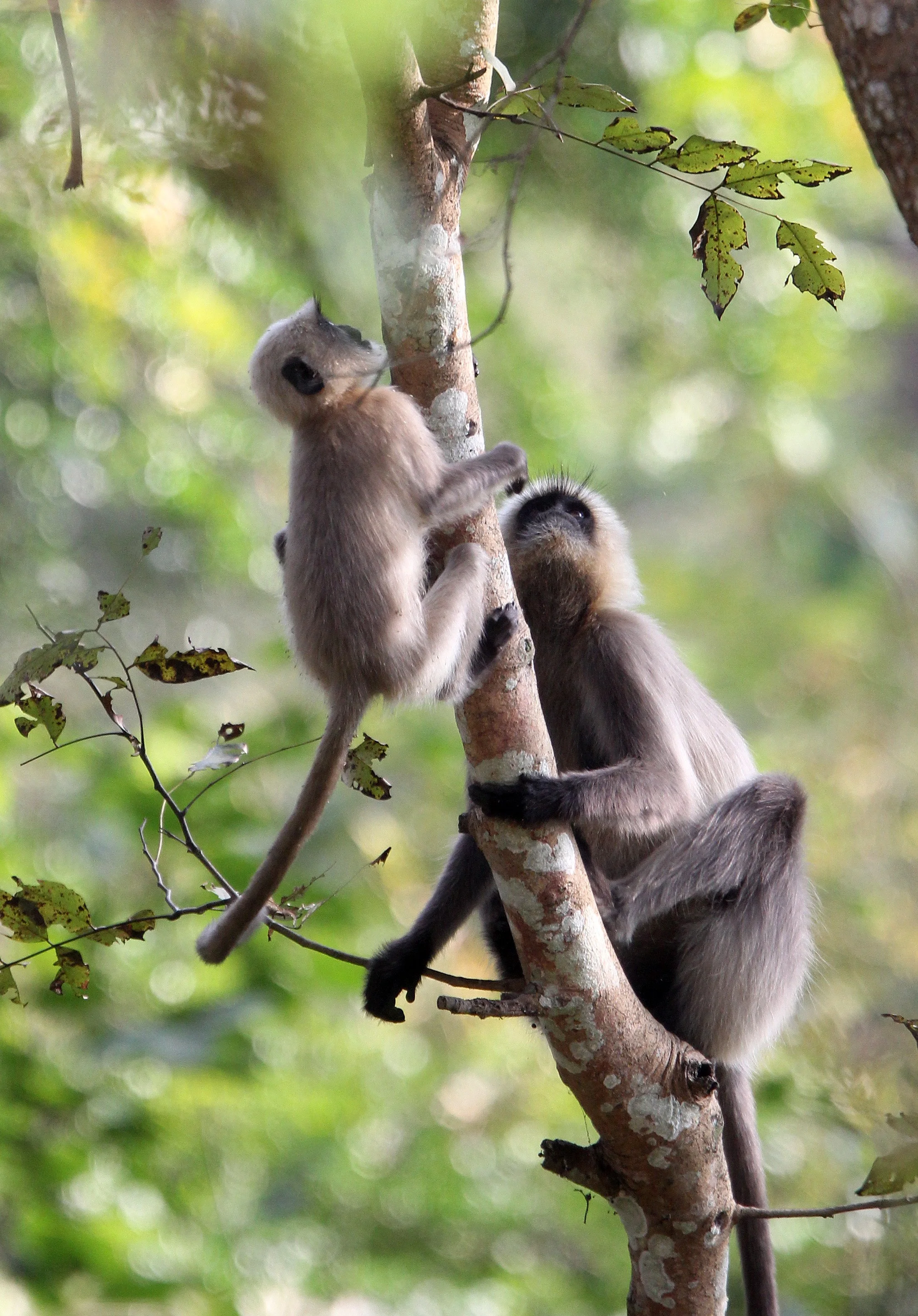 CERCOPITHECIDAE - Semnopithecus hypoleucos iulus - MALABAR SACRED (BLACK-FOOTED) LANGUR - THOLPETTY RESERVE WAYANAD KERALA INDIA (71).JPG
