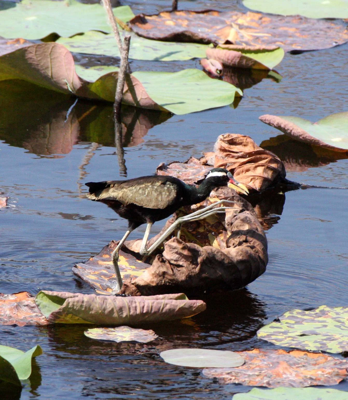 JACANA - BRONZE-WINGED JACANA - Metopidius indicus - KHAO SAM ROI YOT THAILAND (10).JPG