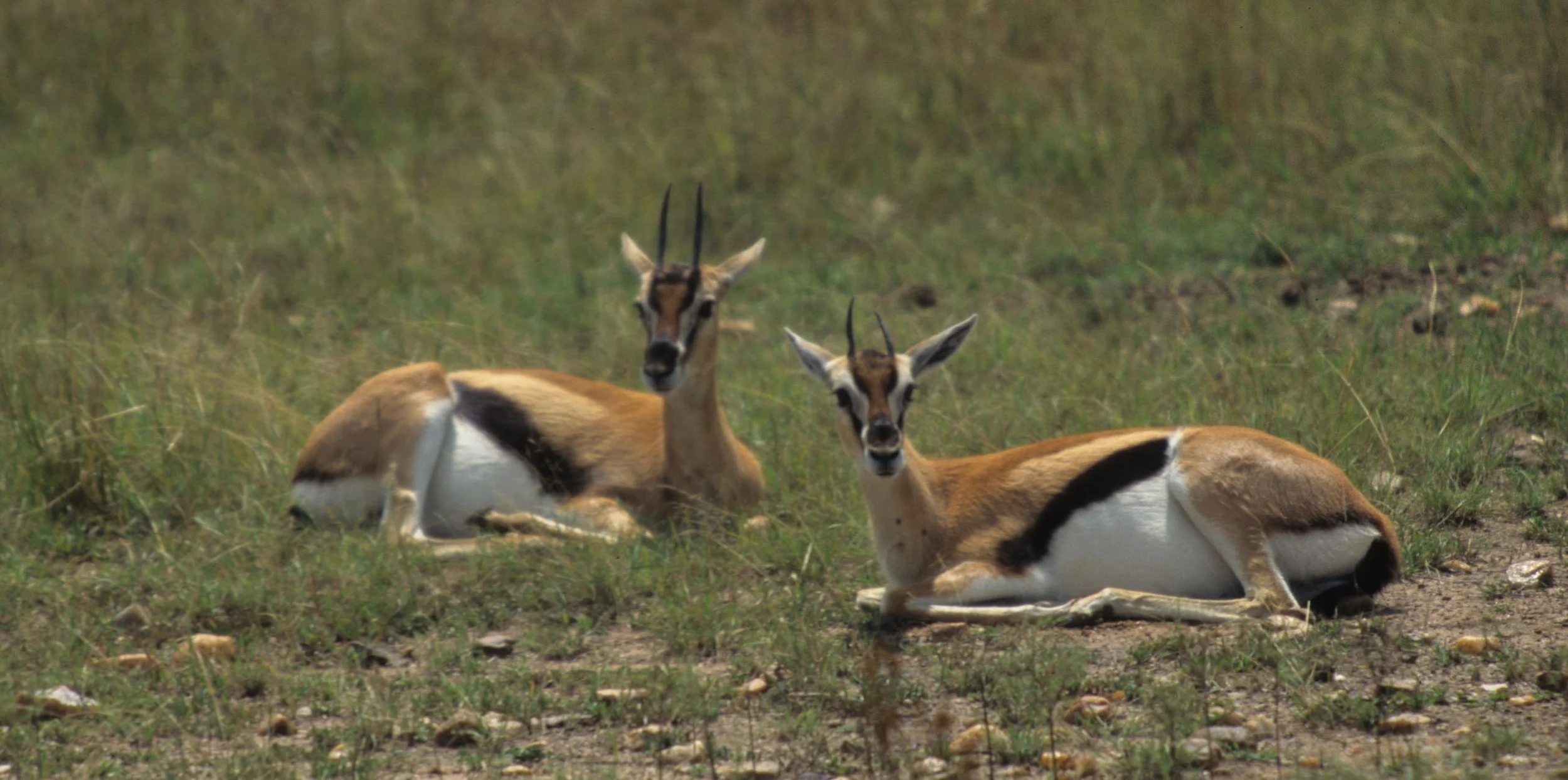 BOVID - GAZELLE - THOMSONS - SERENGETI (19).jpg