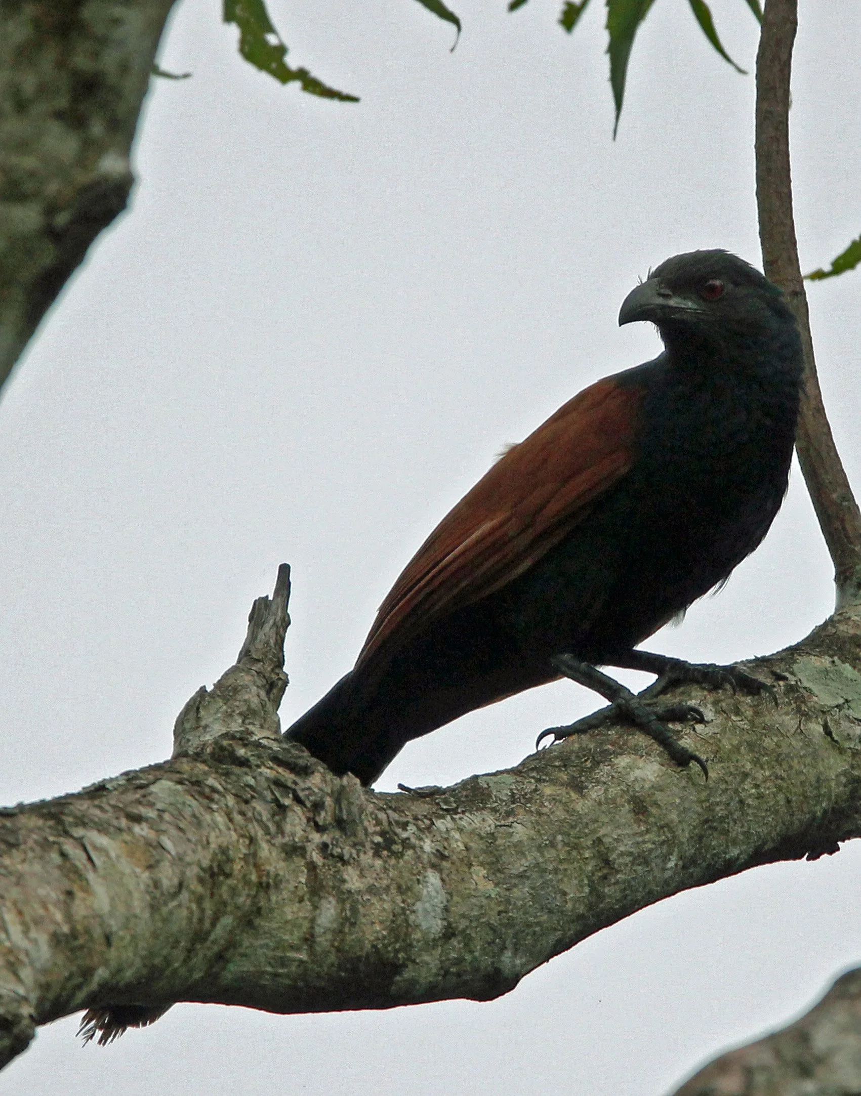 Greater Coucal (Southern) (Centropus sinensis parroti) Srigiriya Forest Sri Lanka (2).JPG