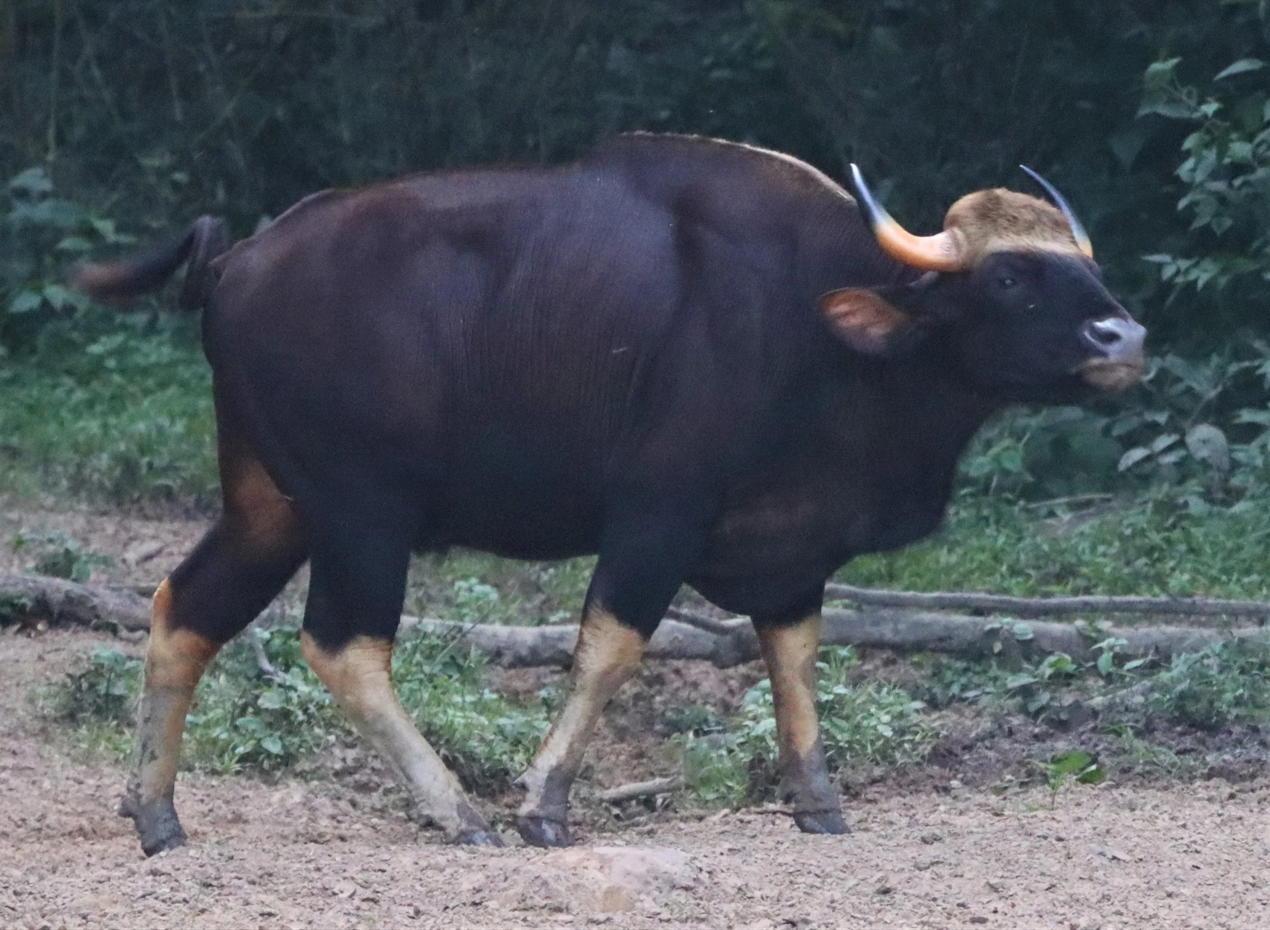 Other older park estimates of Gaur population cited around 100–150 individuals following a population recovery from a bacterial outbreak in 2013.  As of 2025, the 450-500 in the overall KKFC.