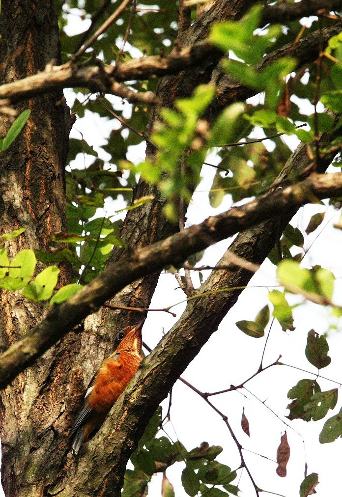 BIRD - THRUSH - WHITE-THROATED ROCK THRUSH -  NANKOU, RUDONG, CHINA (42).JPG