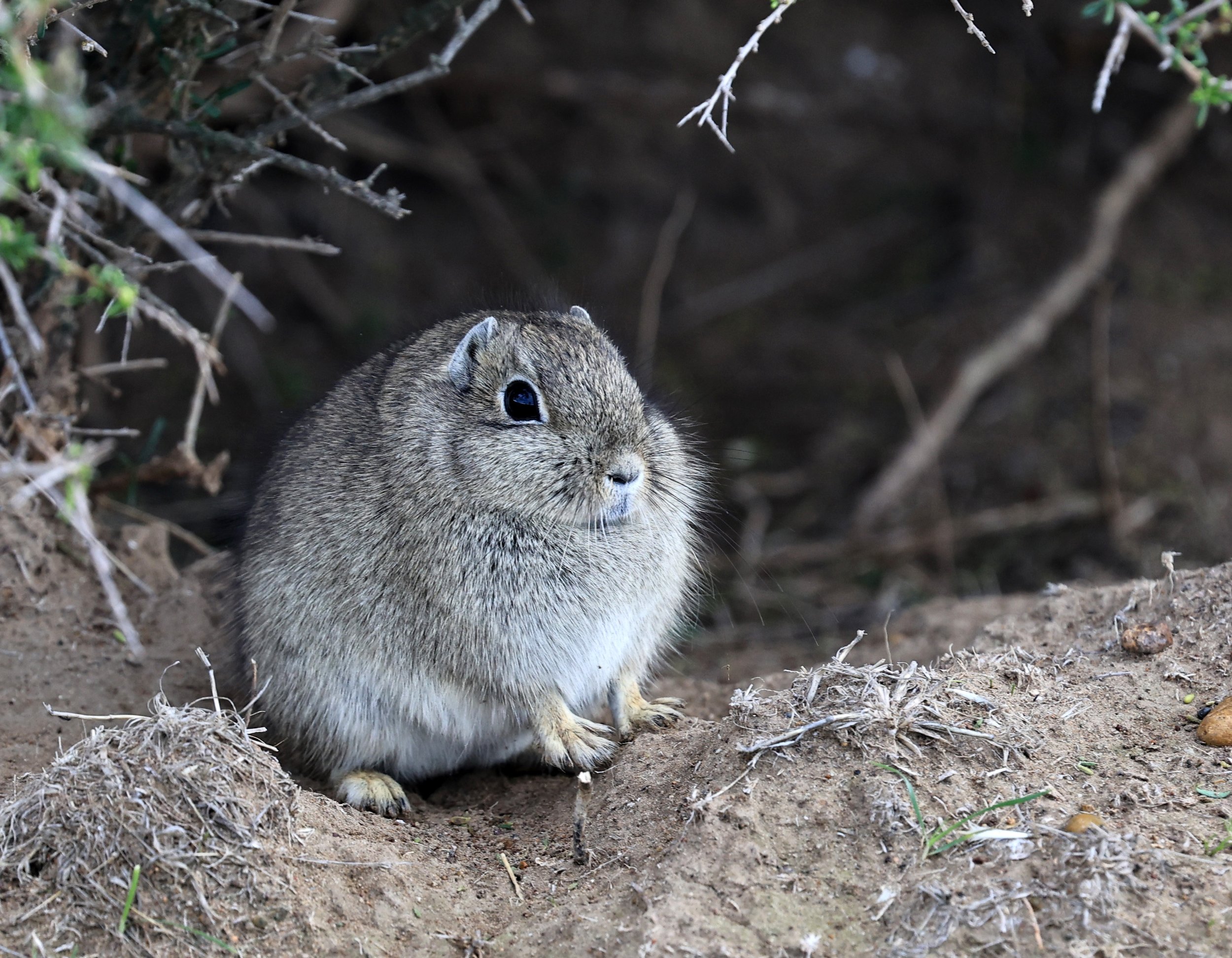 Southern Mountain Cavy (Microcavia australis) Valdes Peninsula, Chubut Province, Argentina Day 2 (1 (30).jpg