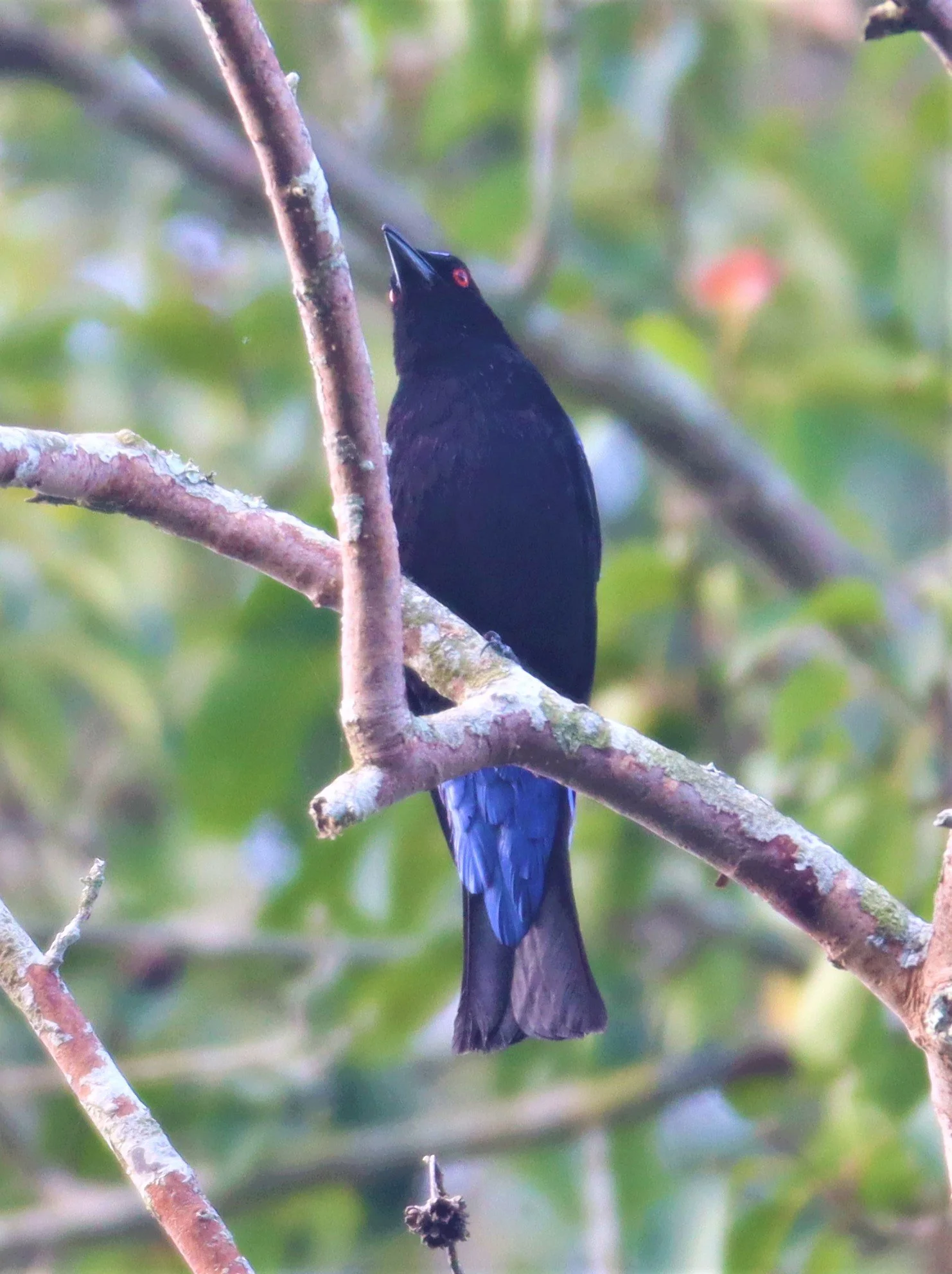 ASIAN FAIRY BLUEBIRD -  Irena puella - KHAO YAI NATIONAL PARK (4).jpg