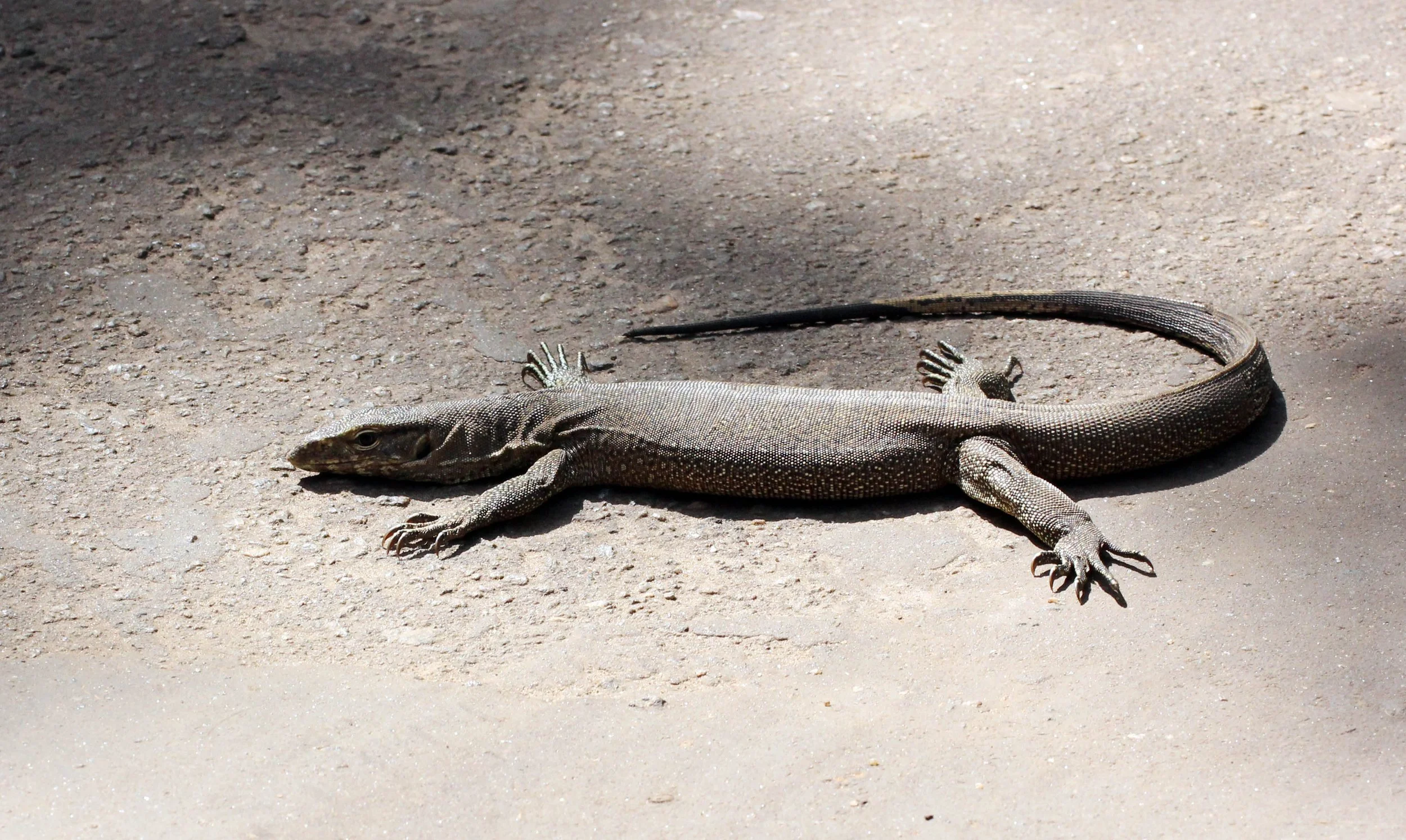 Varanus bengalensis - BENGAL MONITOR LIZARD - SIGIRIYA FOREST AND FORTRESS AREA SRI LANKA - PHOTO BY SOM SMITH (20).JPG
