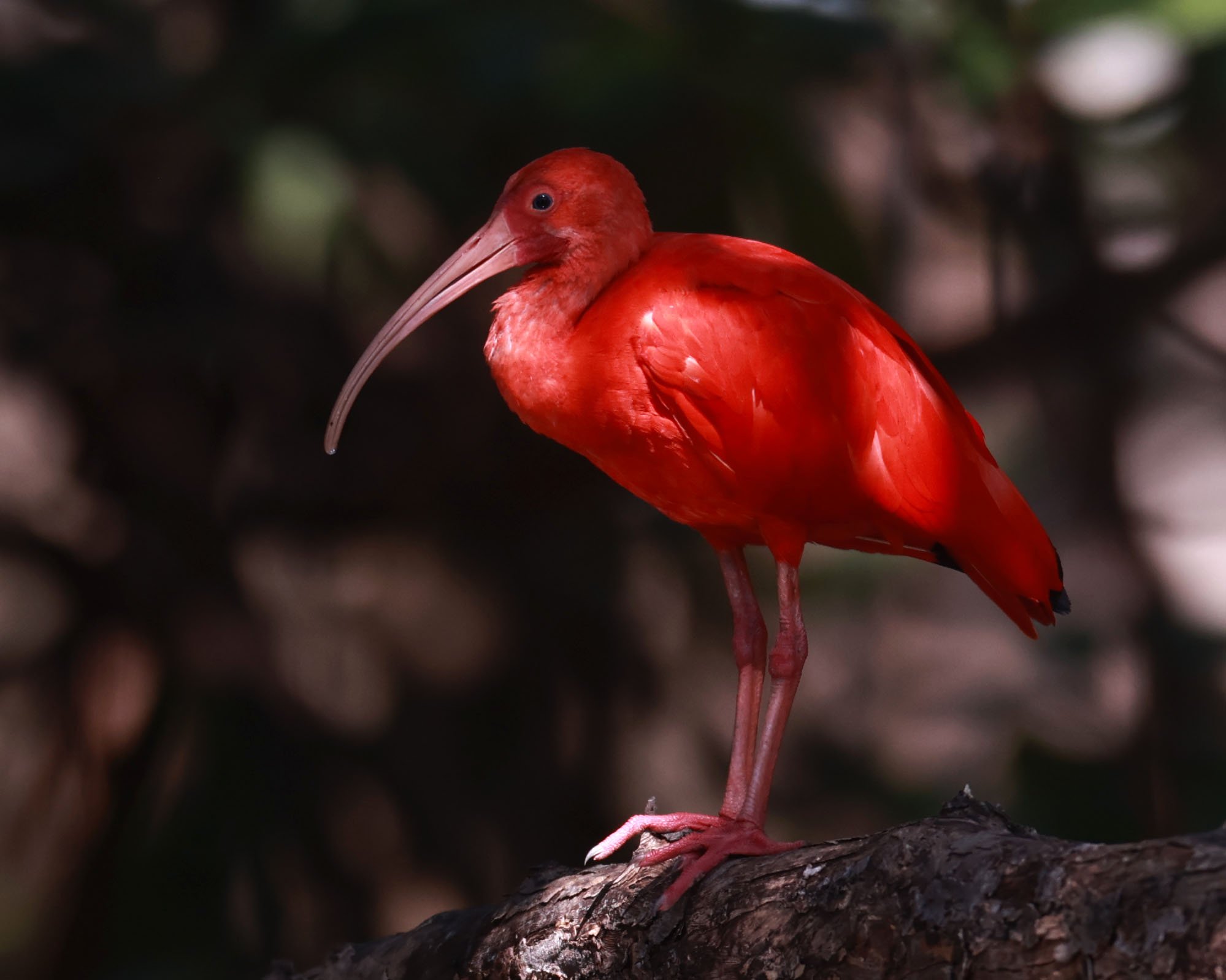 Ibis - Scarlet Ibis - Eudocimus ruber - 29 Songkaow Cafe, Chachoengsao Thailand (289).jpg