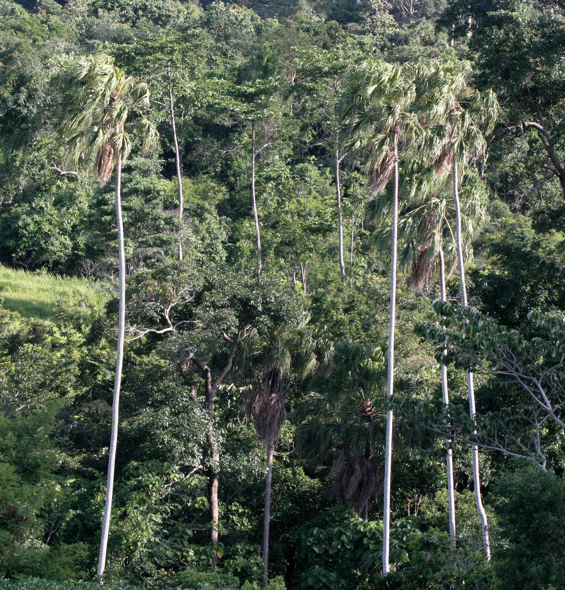 Livistona jenkinsiana (Major Jenkins' fan palm) are a beautiful palm species seen commonly in Khao Yai's Tropical Rainforest
