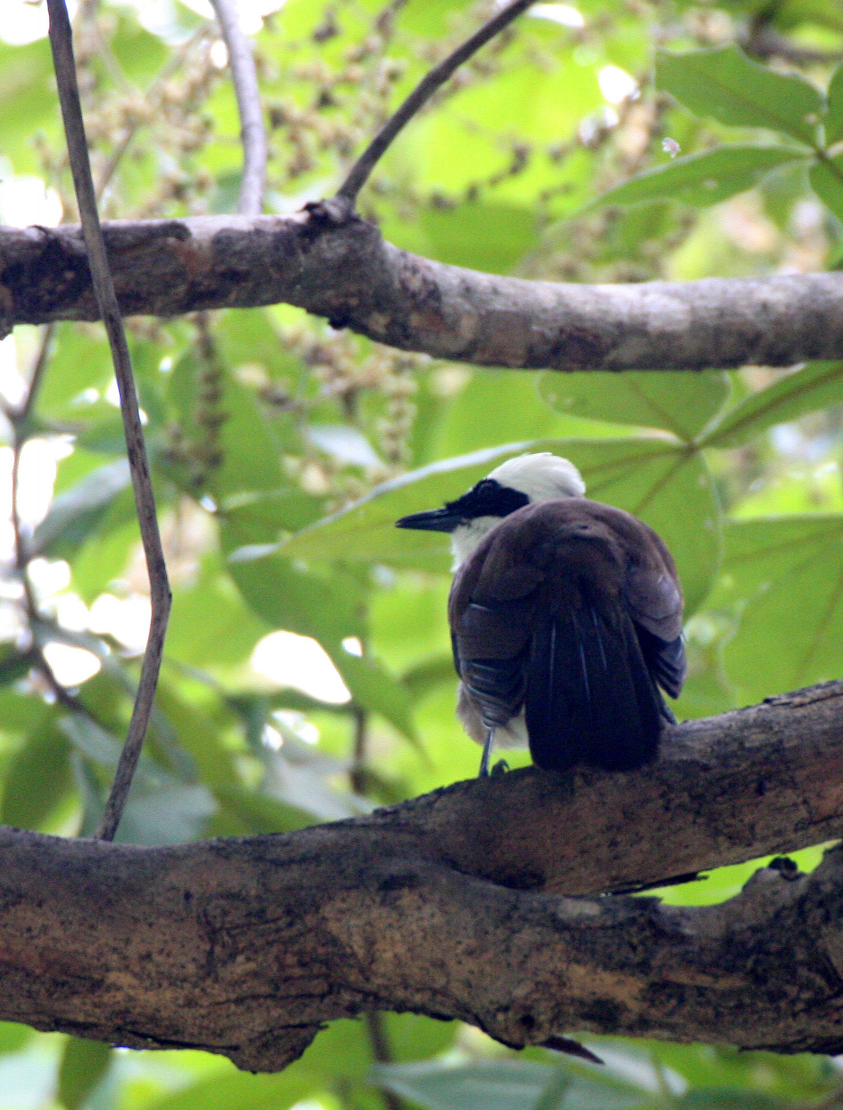LAUGHINGTHRUSH - WHITE-CRESTED LAUGHINGTHRUSH - Garrulax leucolophus - HUAI KHA KHAENG NWR.JPG