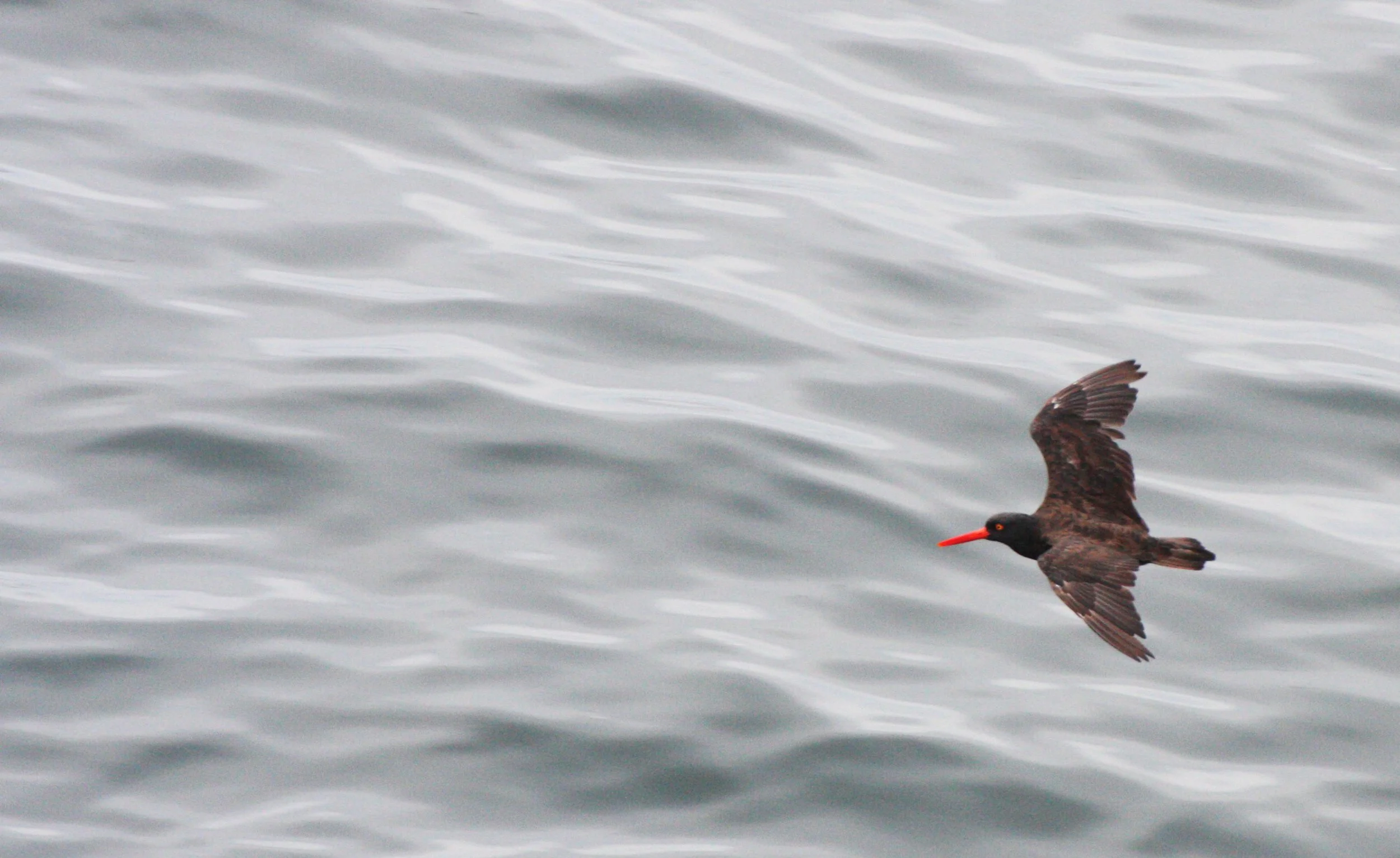 BIRD - OYSTER CATCHER - BLACK OYSTER CATCHER - CAPE FLATTERY WA (2).JPG