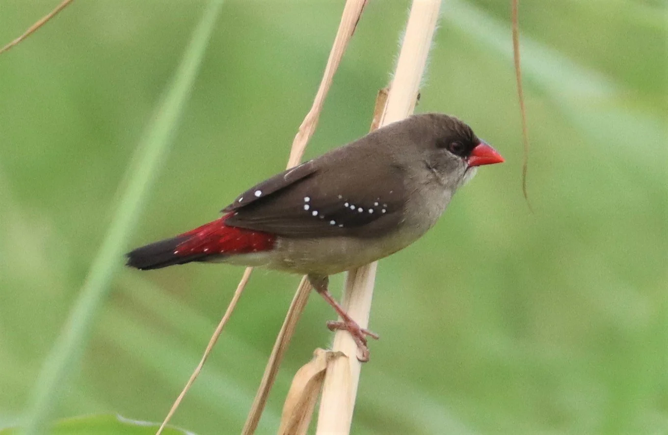 RED AVADAVAT - Amandava amandava - LAT KRABANG WETLANDS THAP YAO (86).jpg